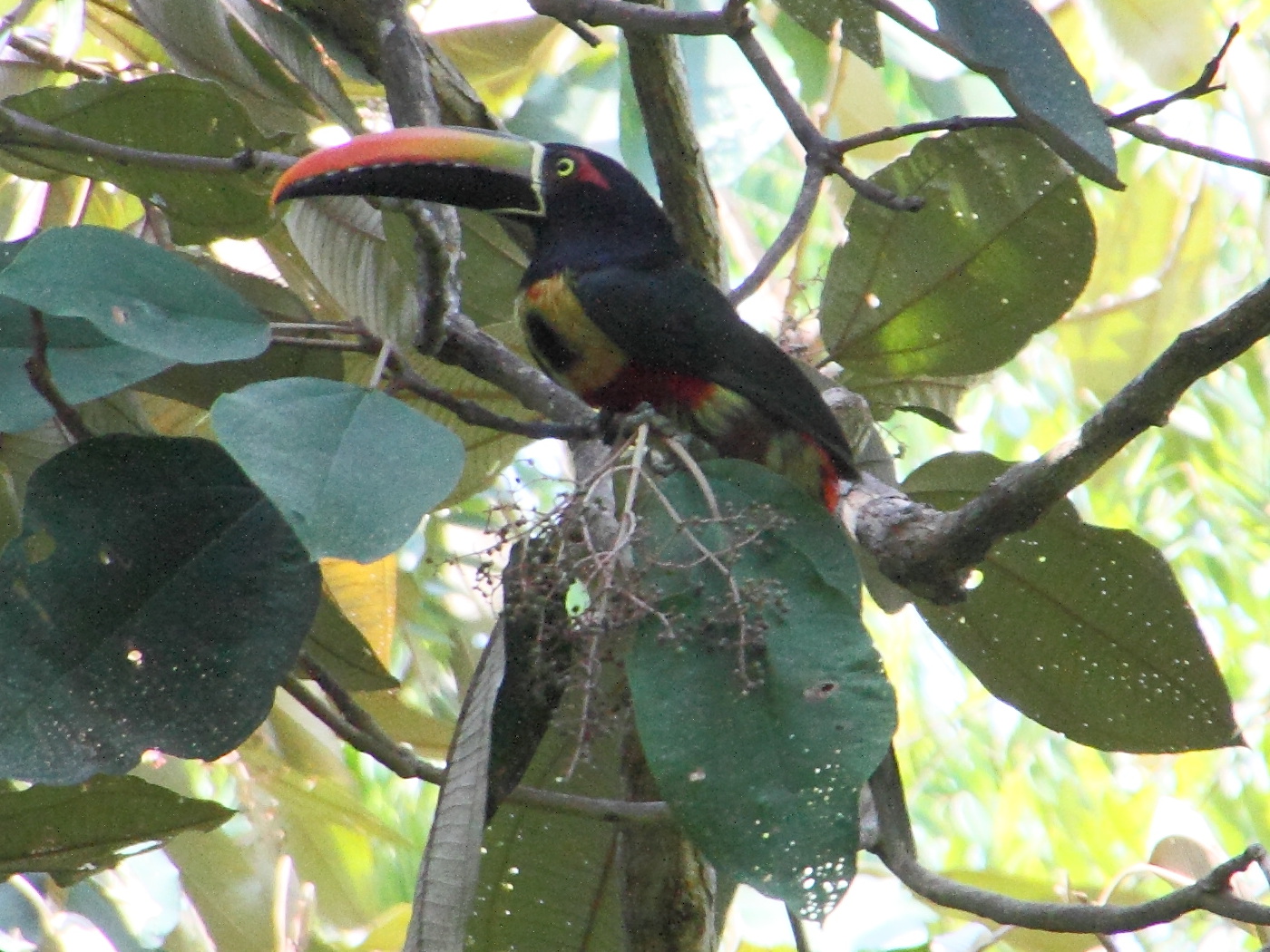 aracari_de_frantzius_-_pteroglossus_frantzii2md
