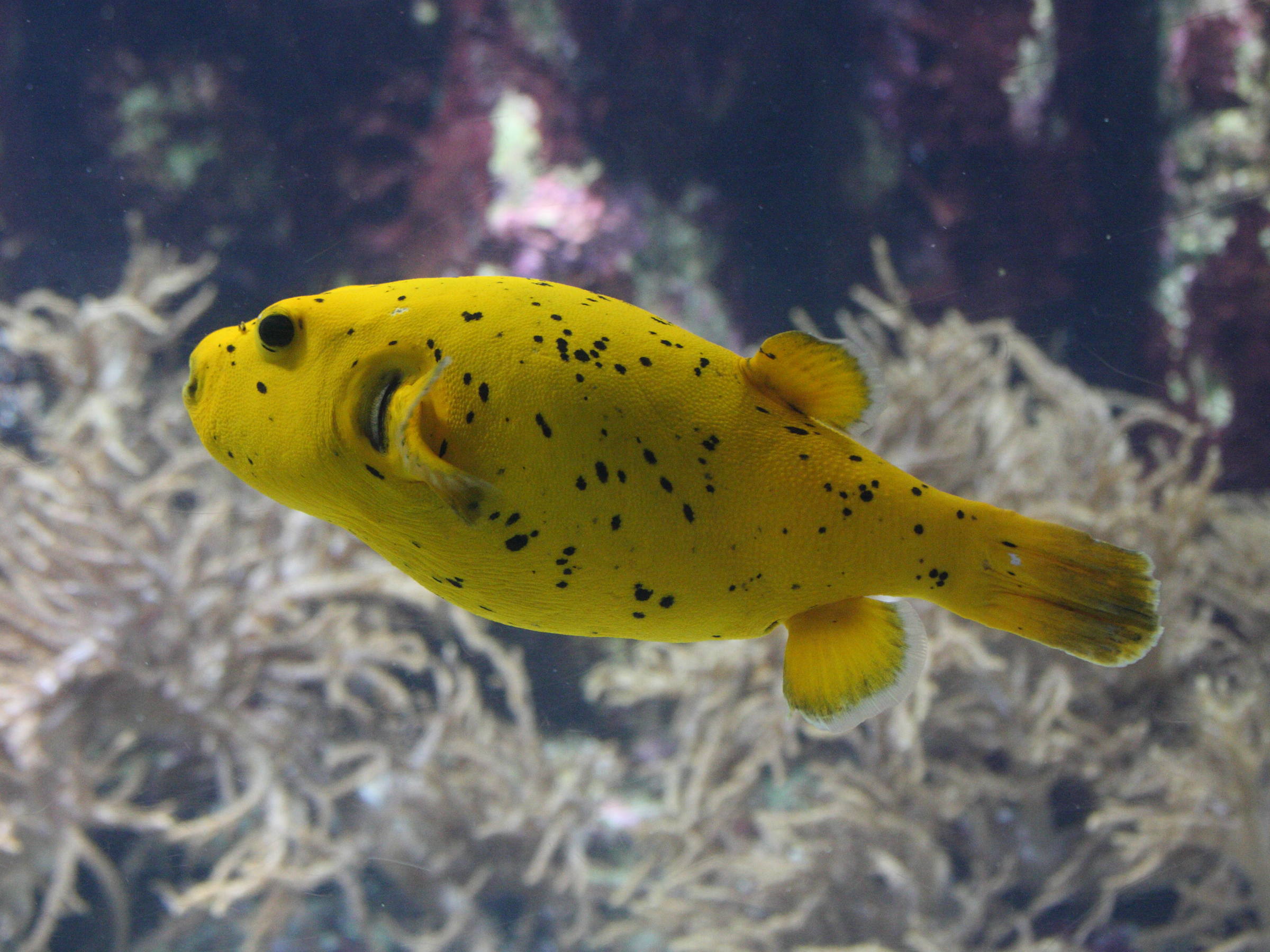 Afficher le média arothron_nigropunctatus3md arothron_nigropunctatus3md