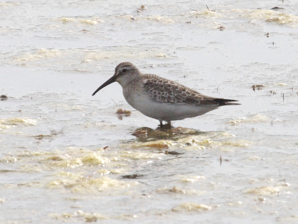 becasseau_cocorli_-_calidris_ferruginea1bd