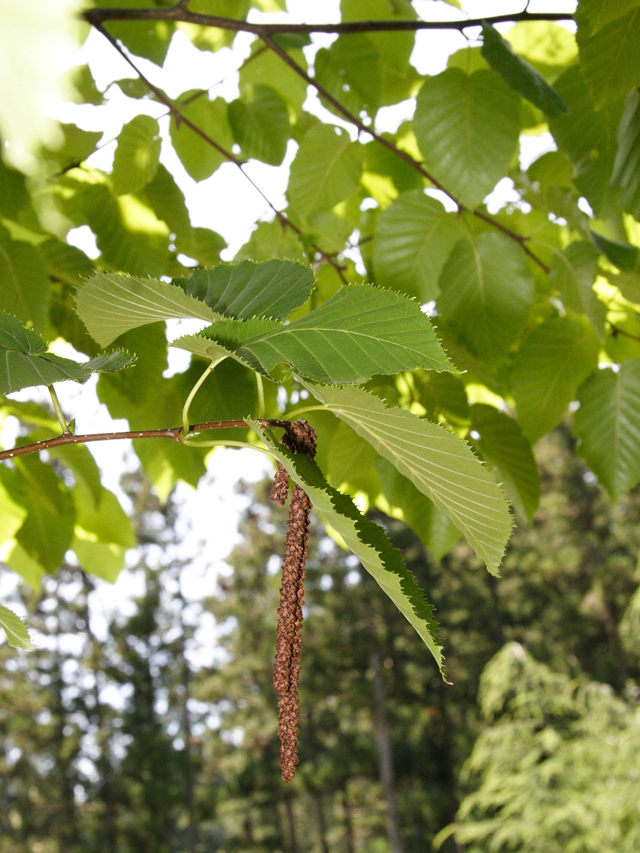 betula_maximowicziana3md