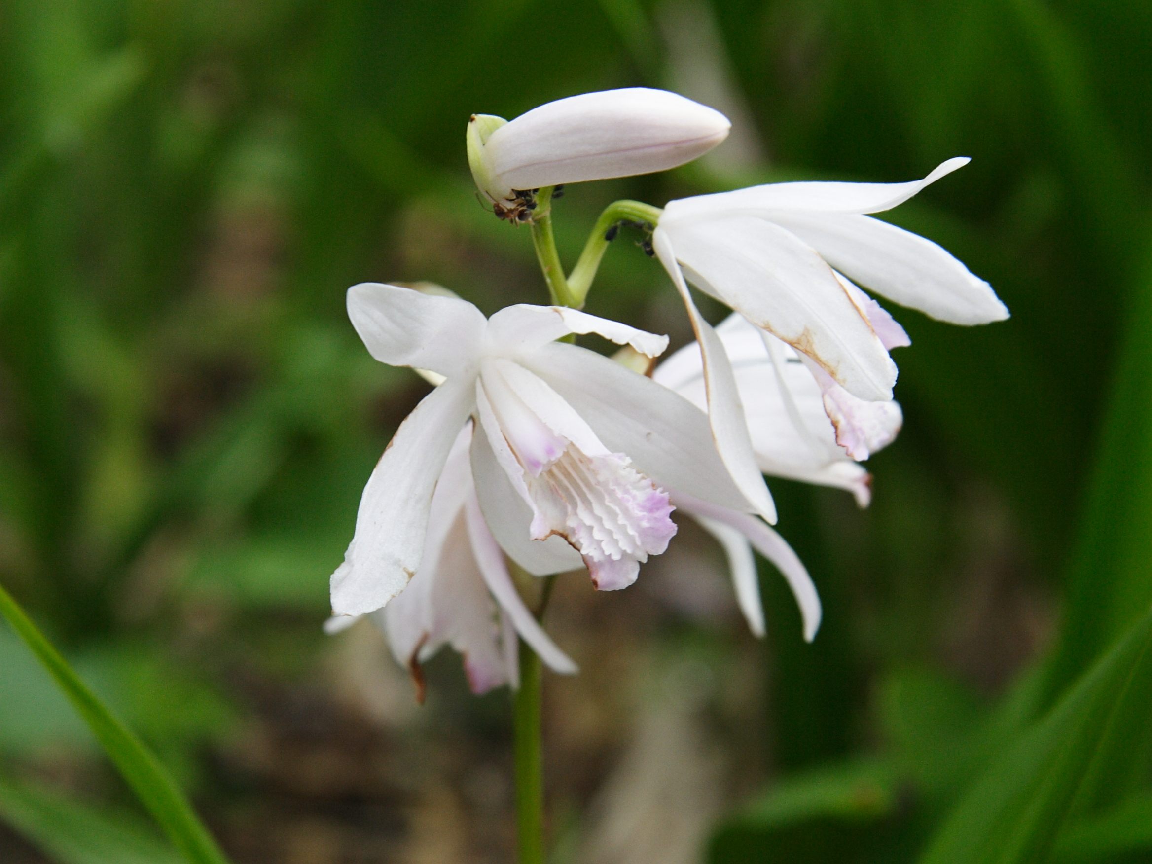bletilla_striata2md