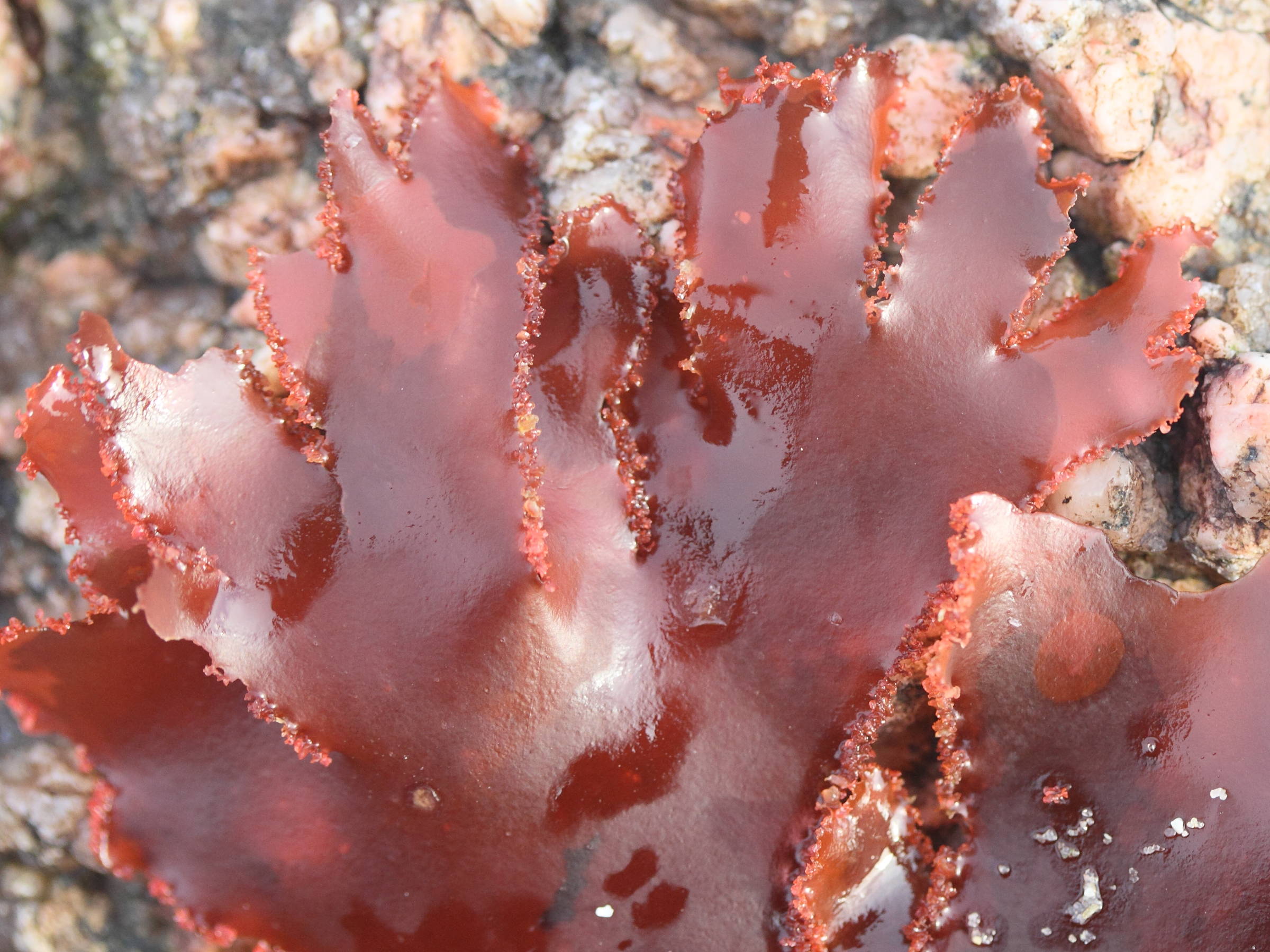 callophyllis_laciniata2md