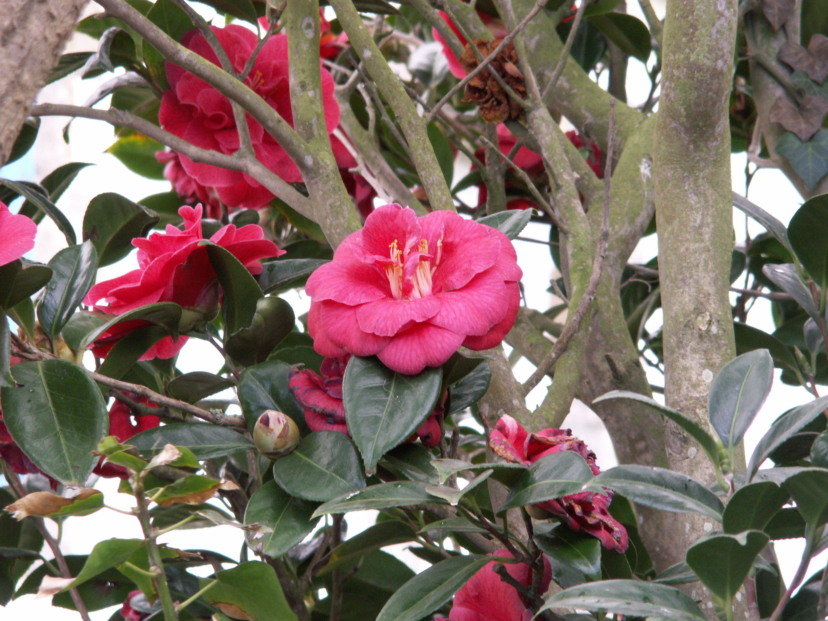 camellia_japonica2md