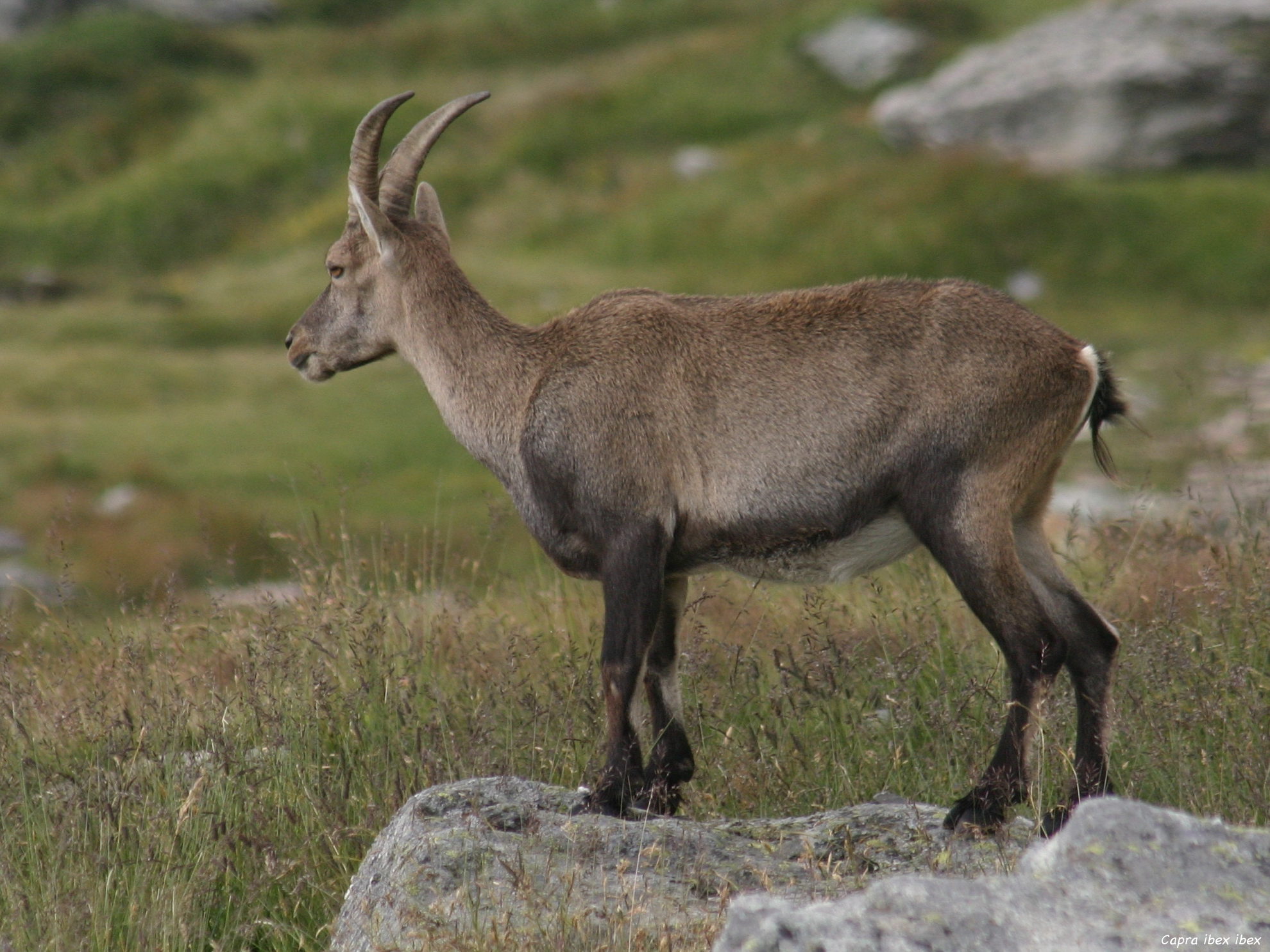 capra_ibex_ibex4sd