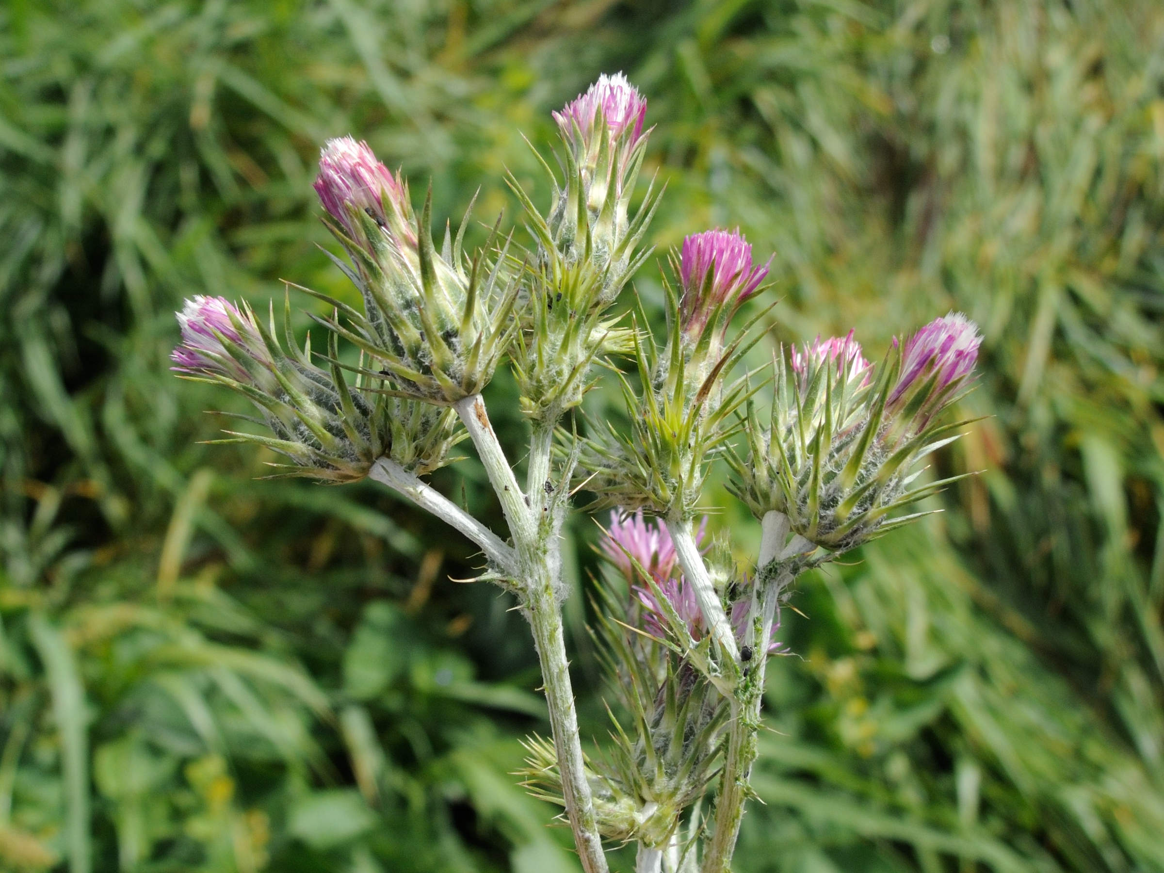 carduus_pycnocephalus2md