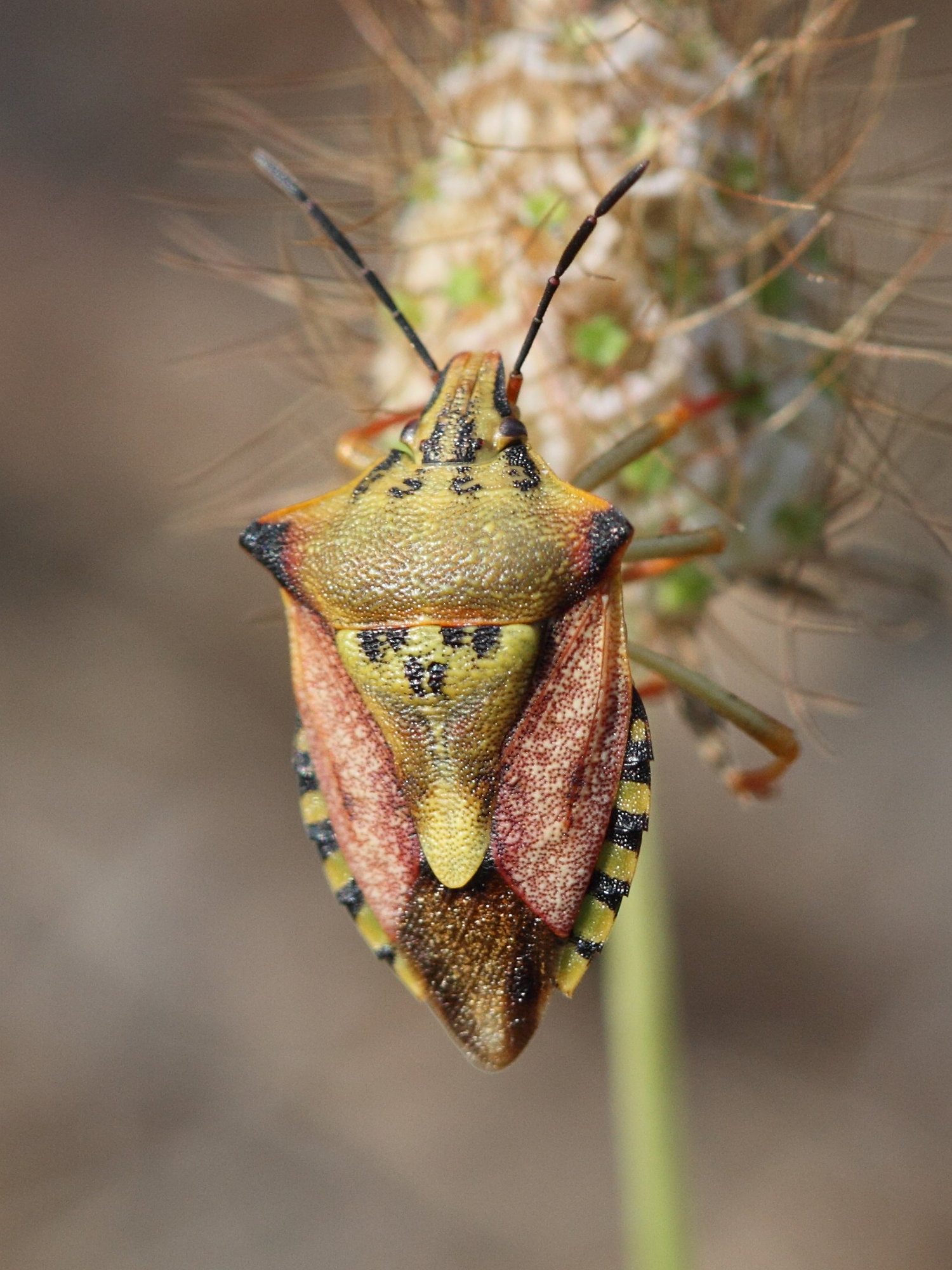 carpocoris_mediterraneus3bd