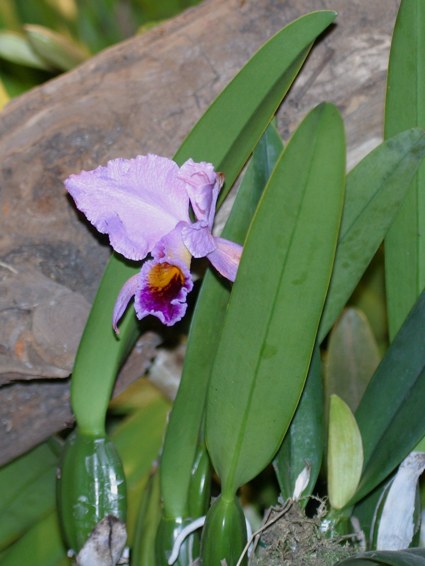 cattleya_percivaliana1bd