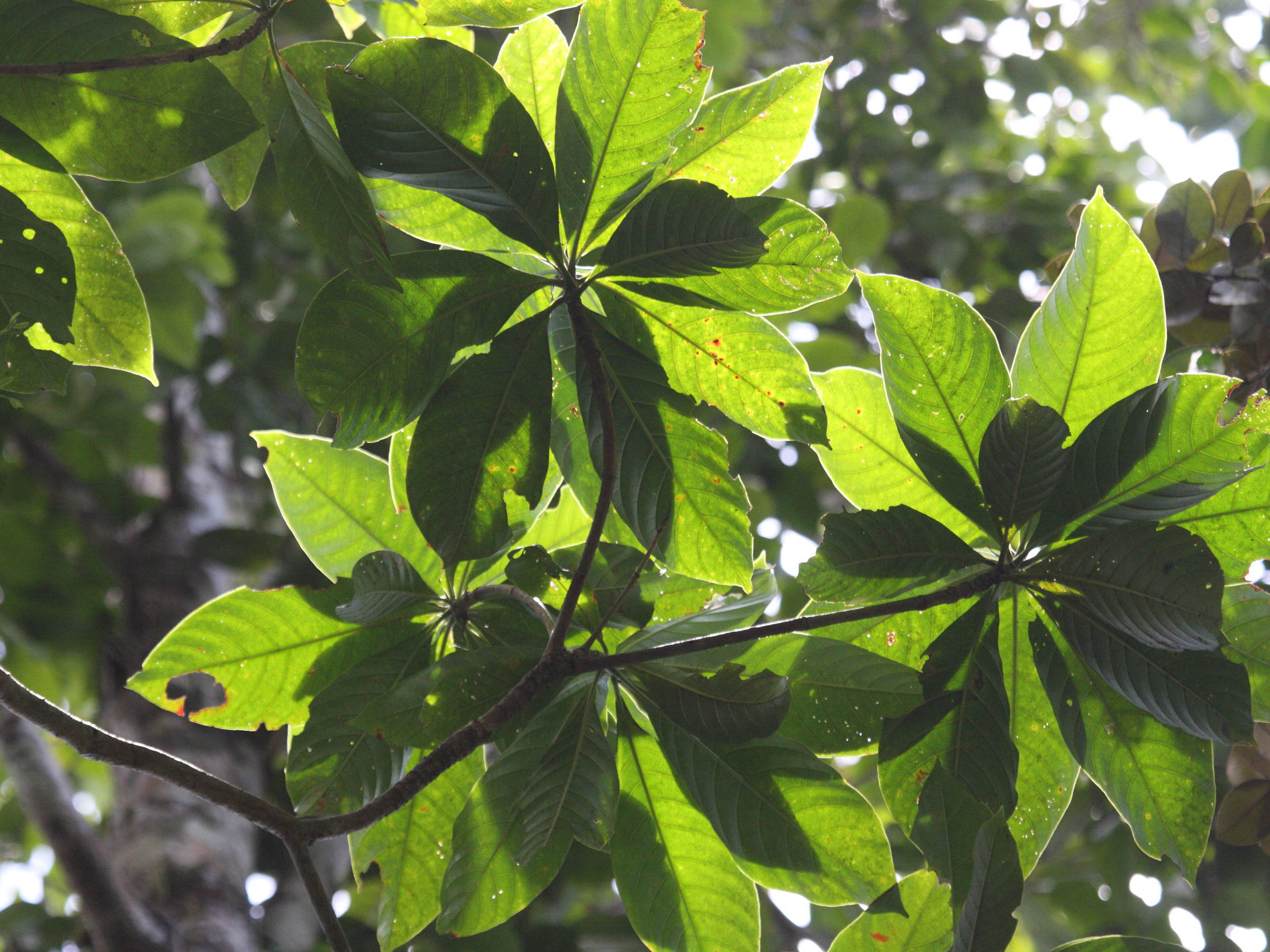 Afficher le média chimarrhis_cymosa3bd chimarrhis_cymosa3bd