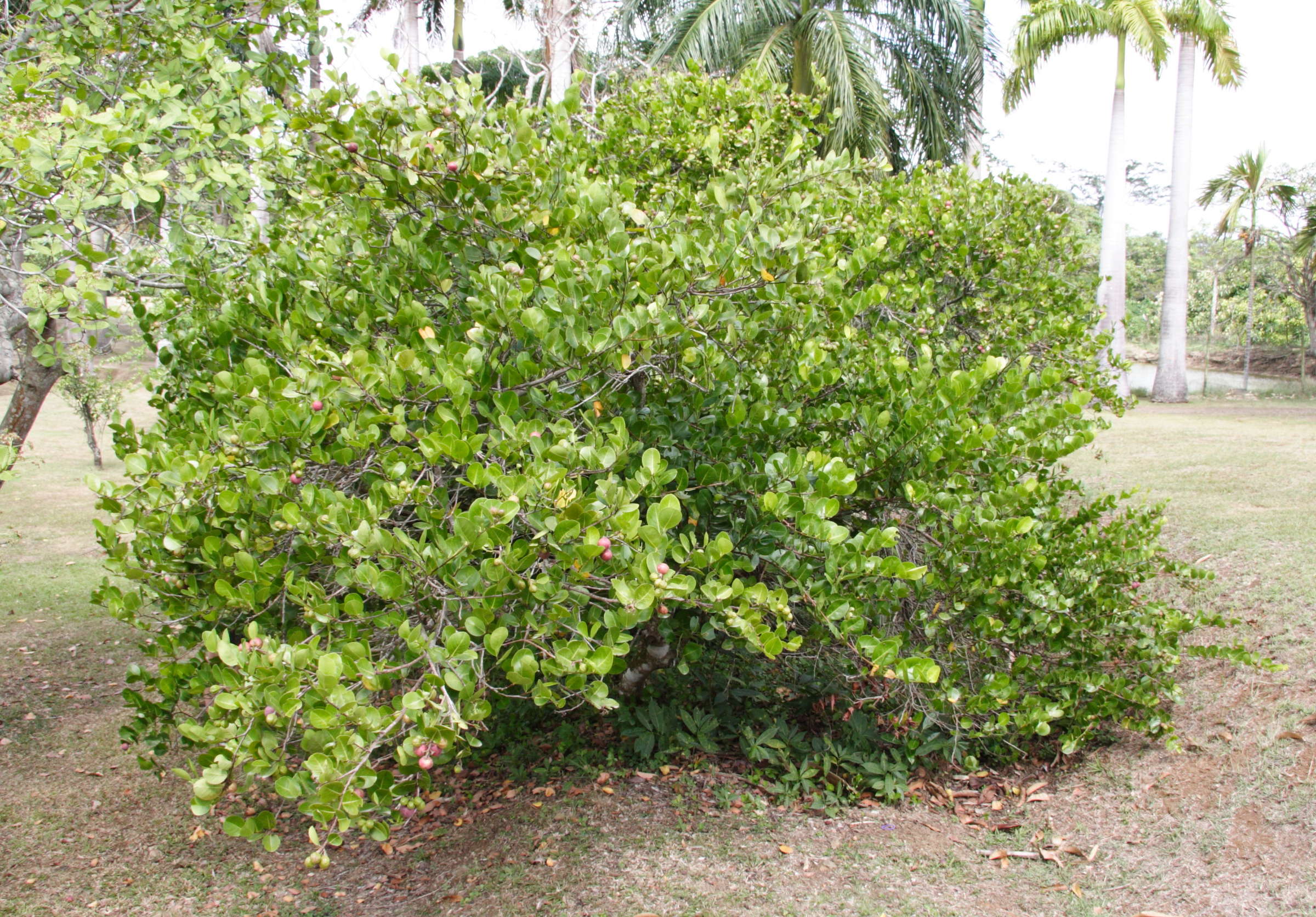 chrysobalanus_icaco4md