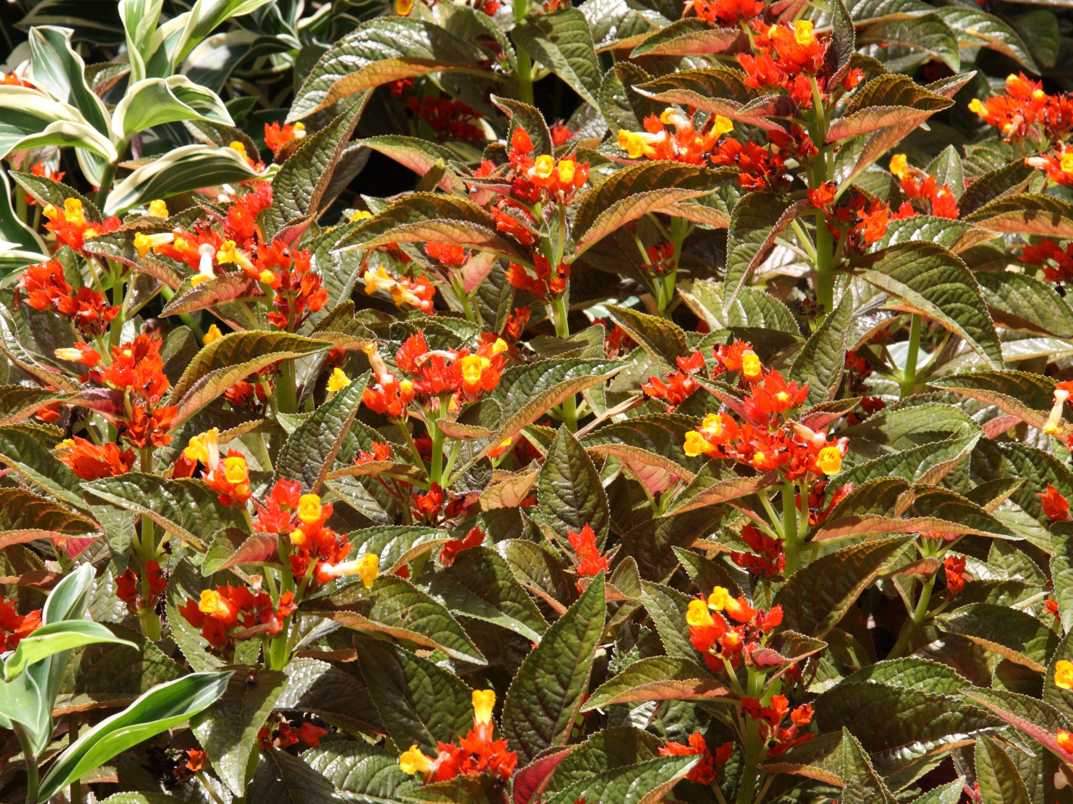 Afficher le média chrysothemis_pulchella1md chrysothemis_pulchella1md