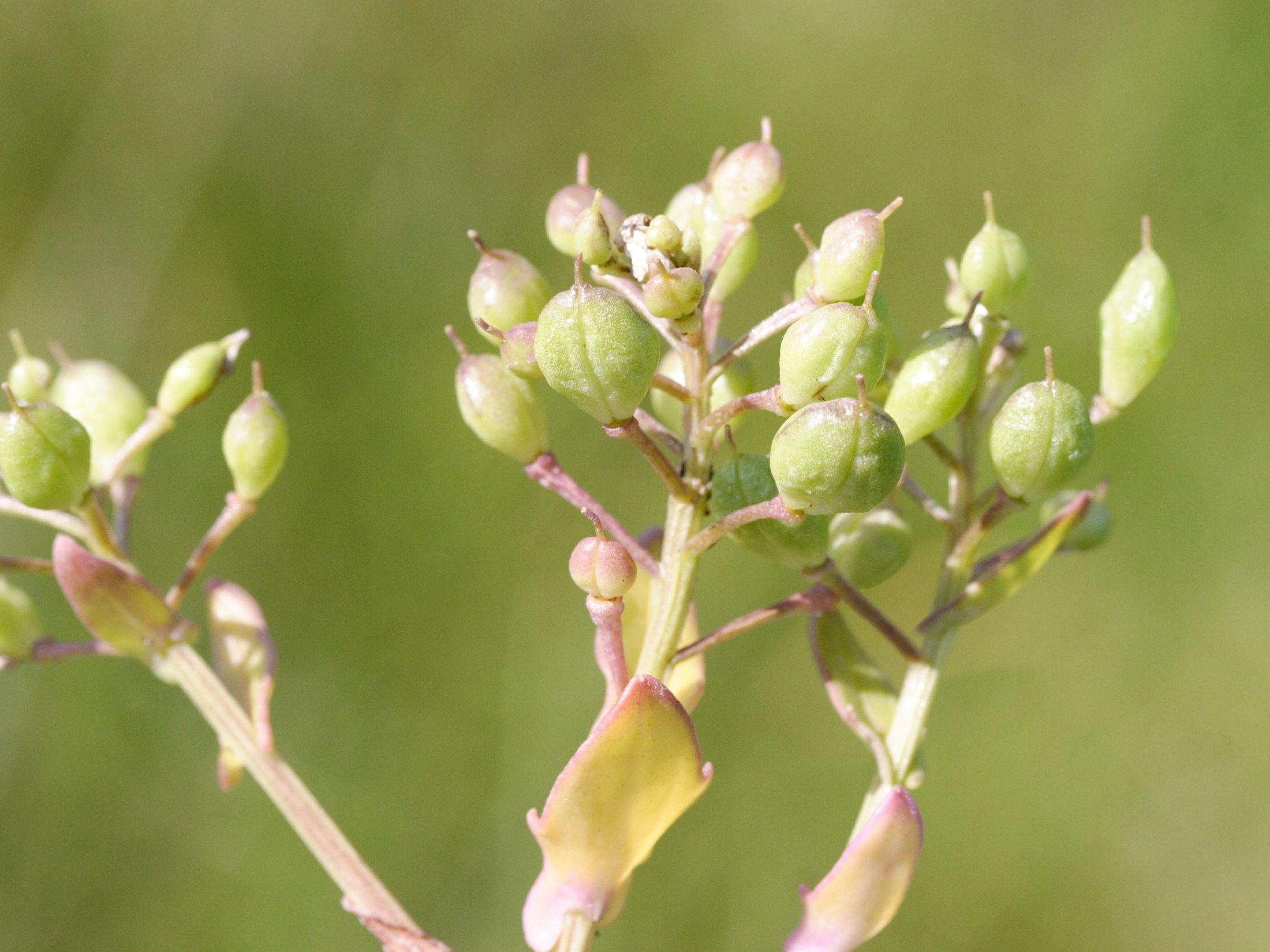 Afficher le média cochlearia_anglica3md cochlearia_anglica3md