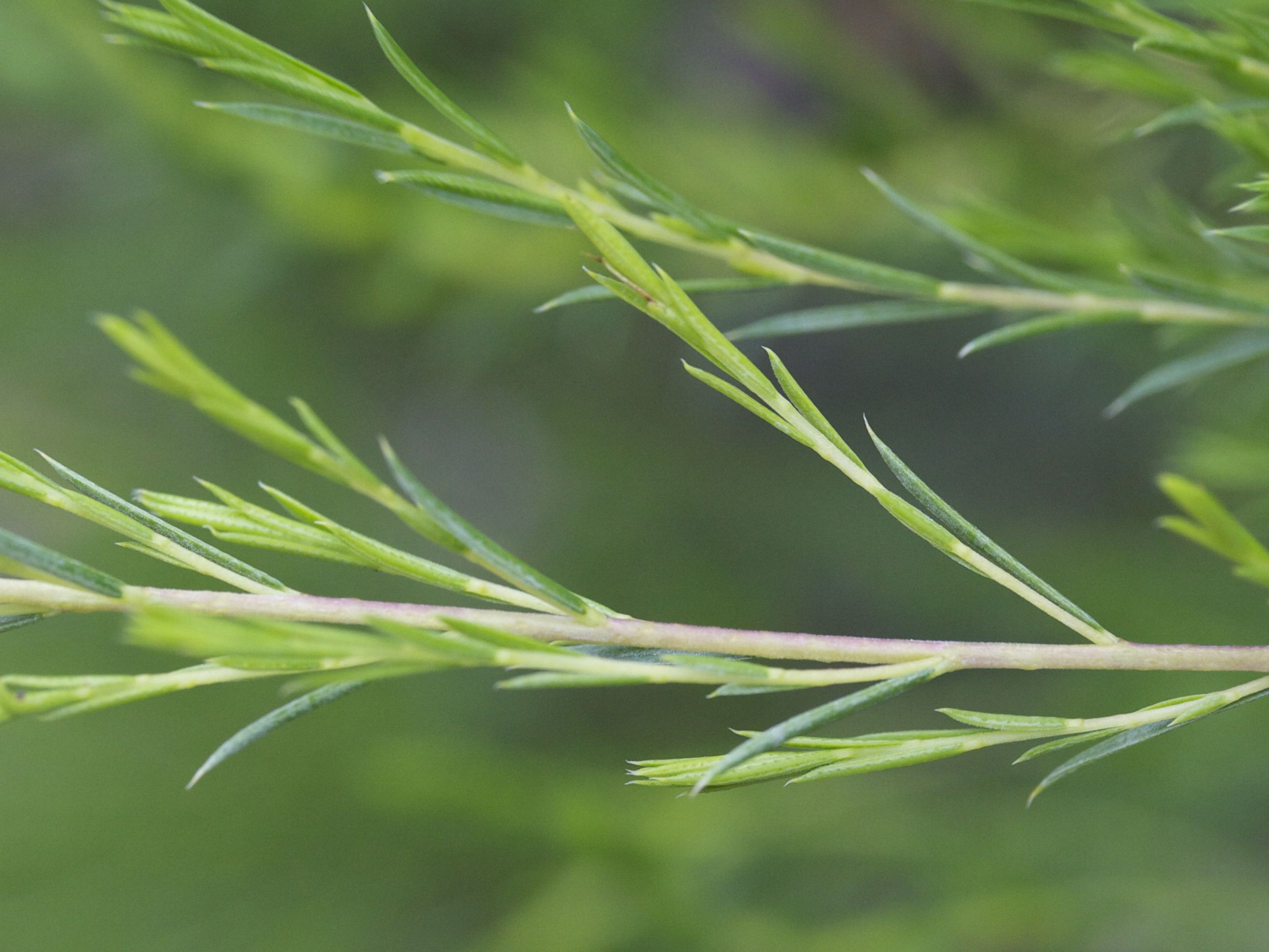 Afficher le média coleonema_pulchrum3md coleonema_pulchrum3md