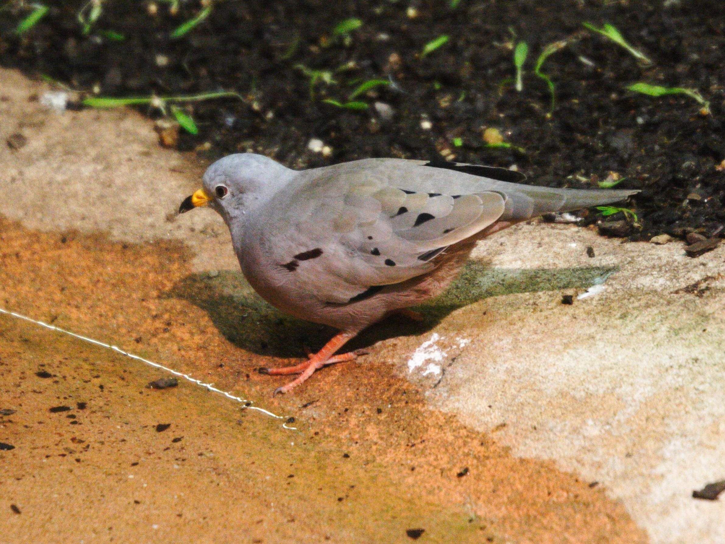 colombe_du_perou_-_columbina_cruziana2md