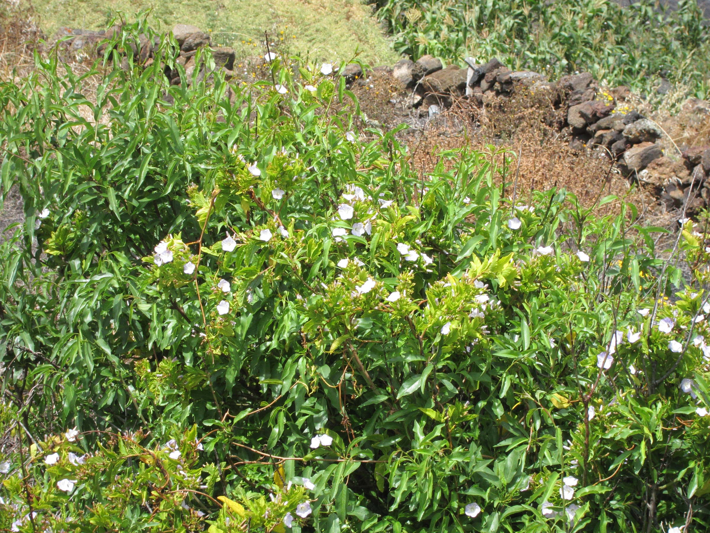 convolvulus_lopezsocasi2bd