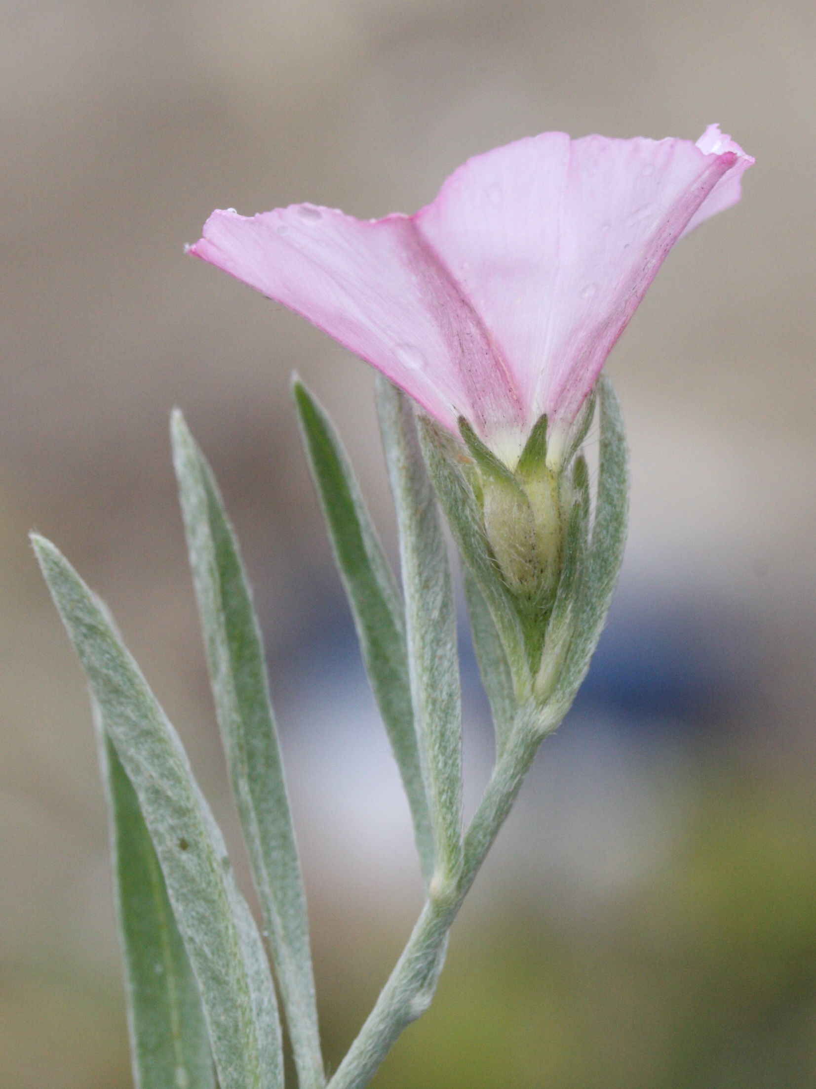 Afficher le média convolvulus_oleifolius2md convolvulus_oleifolius2md