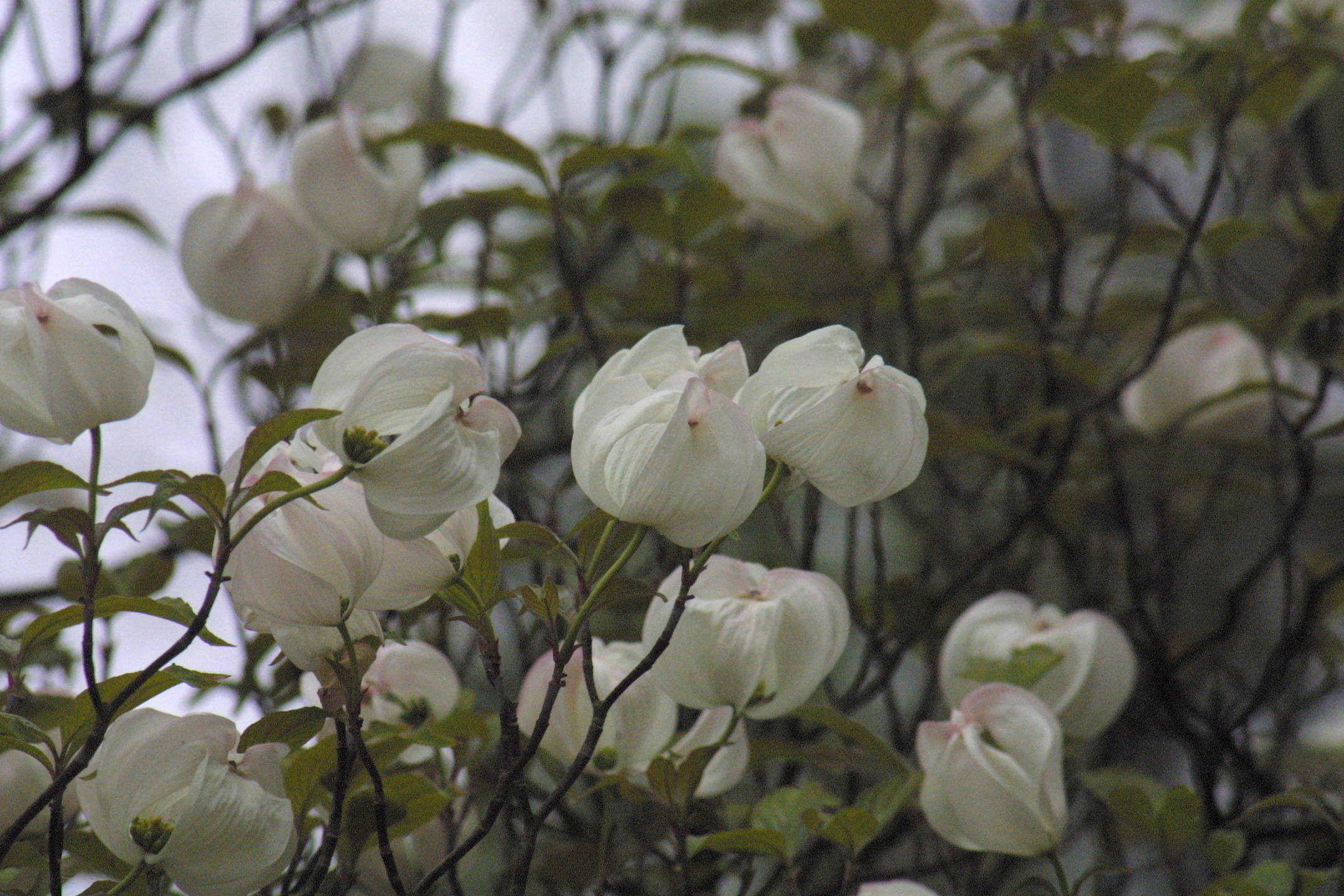 Cornus_florida