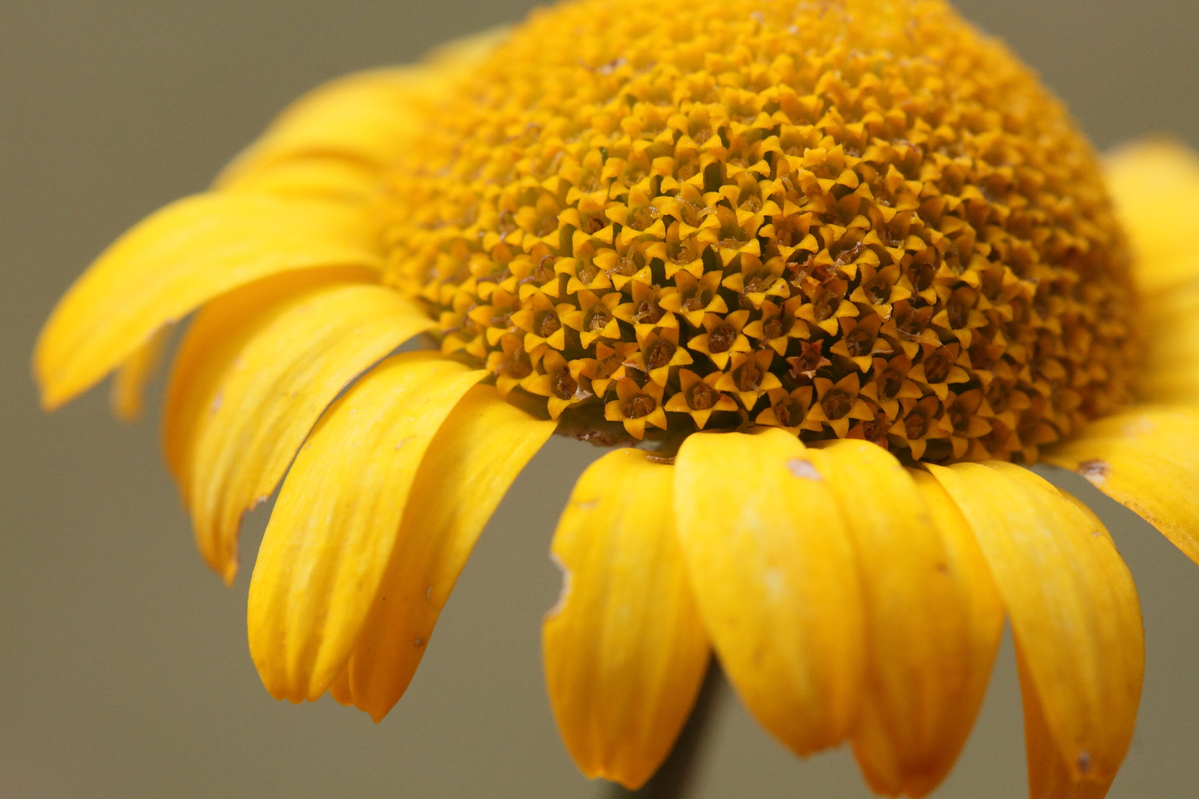 Afficher le média cota_tinctoria4md cota_tinctoria4md