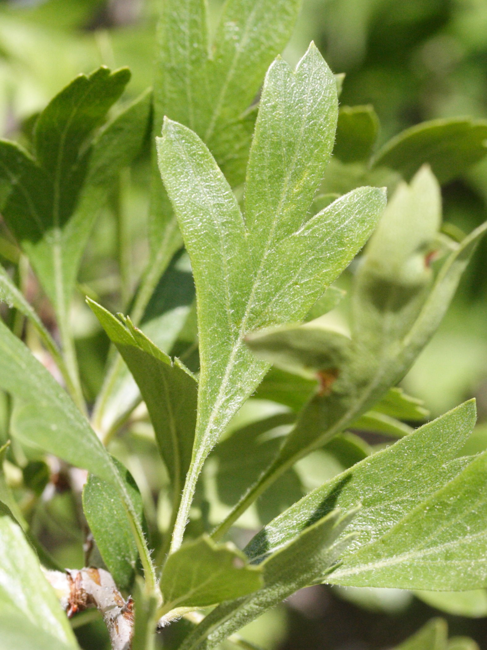 crataegus_azarolus4md