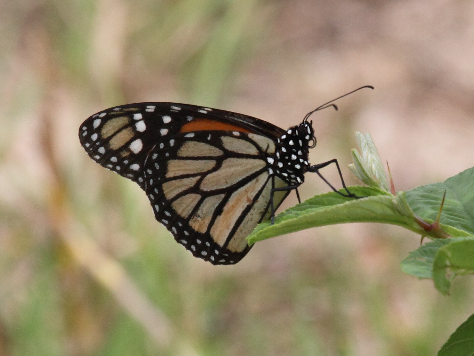 danaus_plexippus_megalippe3bd