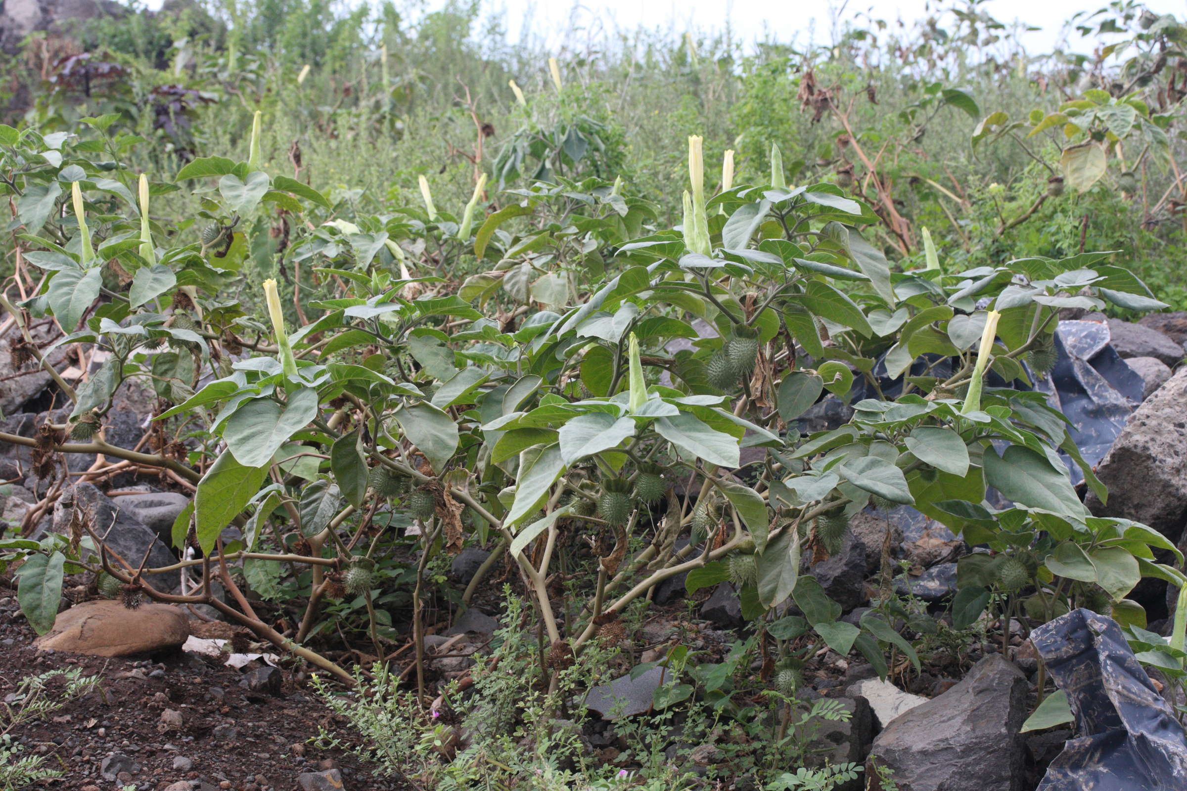 Afficher le média datura_inoxia1md datura_inoxia1md