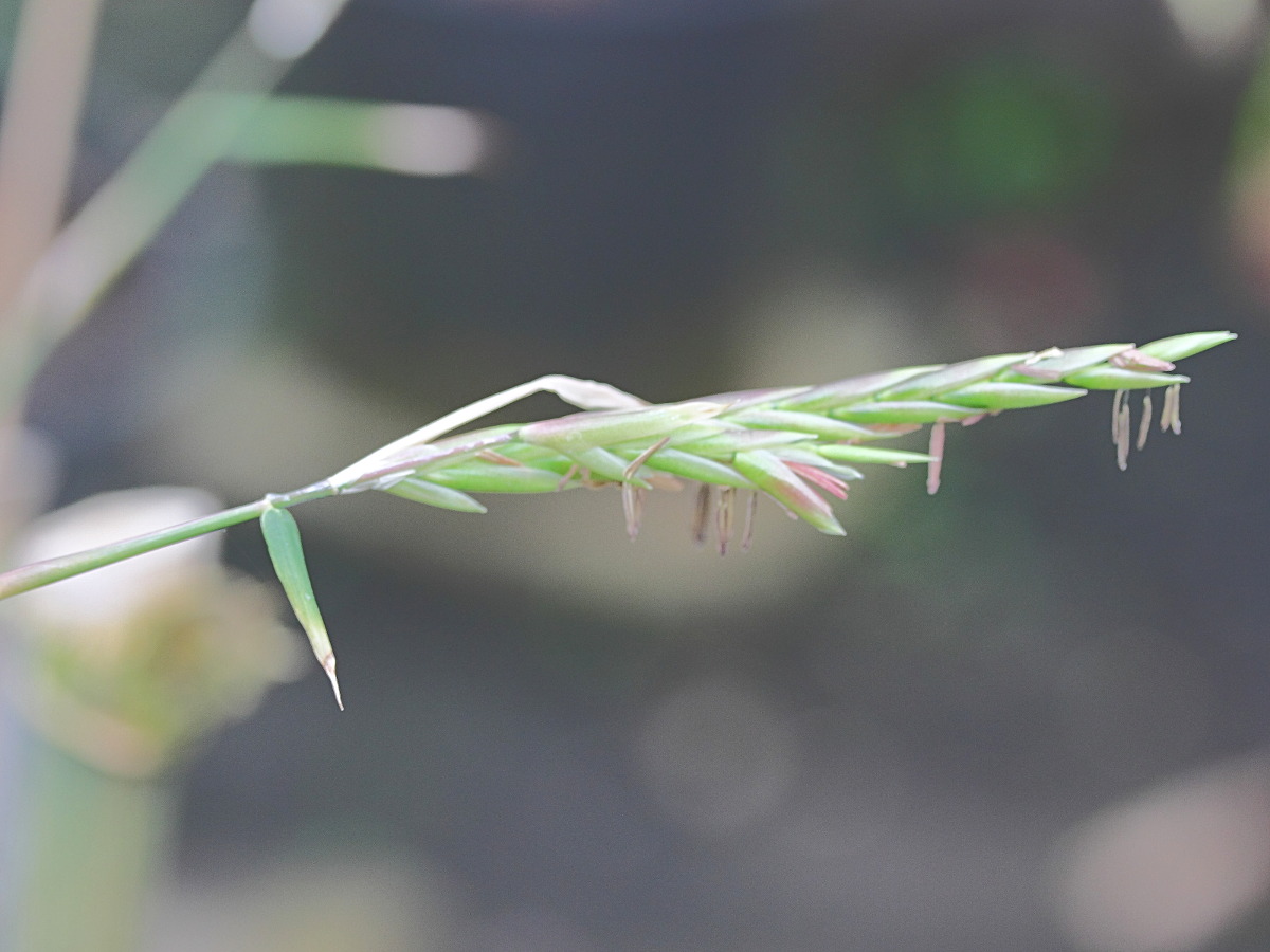 dendrocalamus_longispathus2md