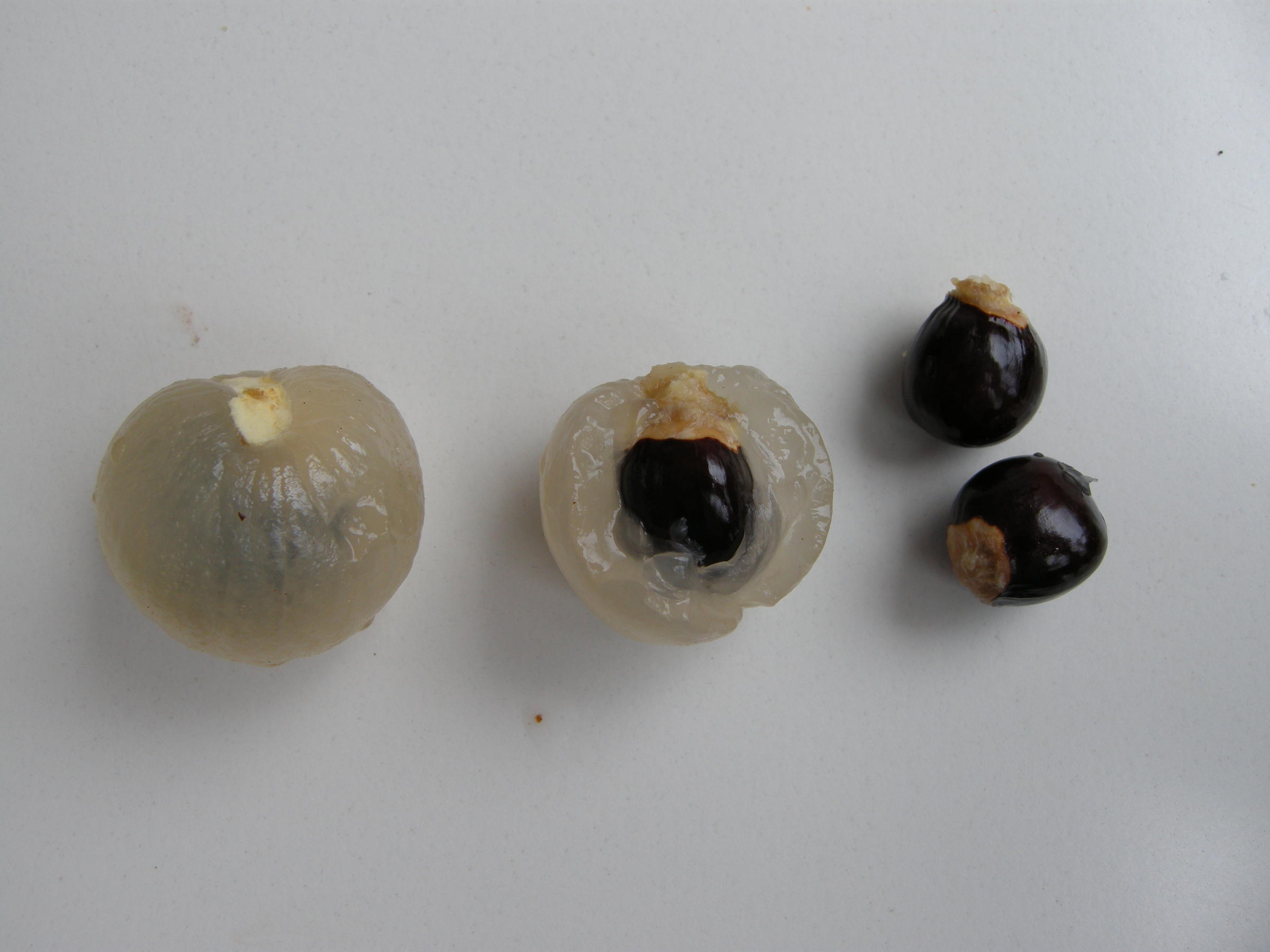 dimocarpus_longan5md