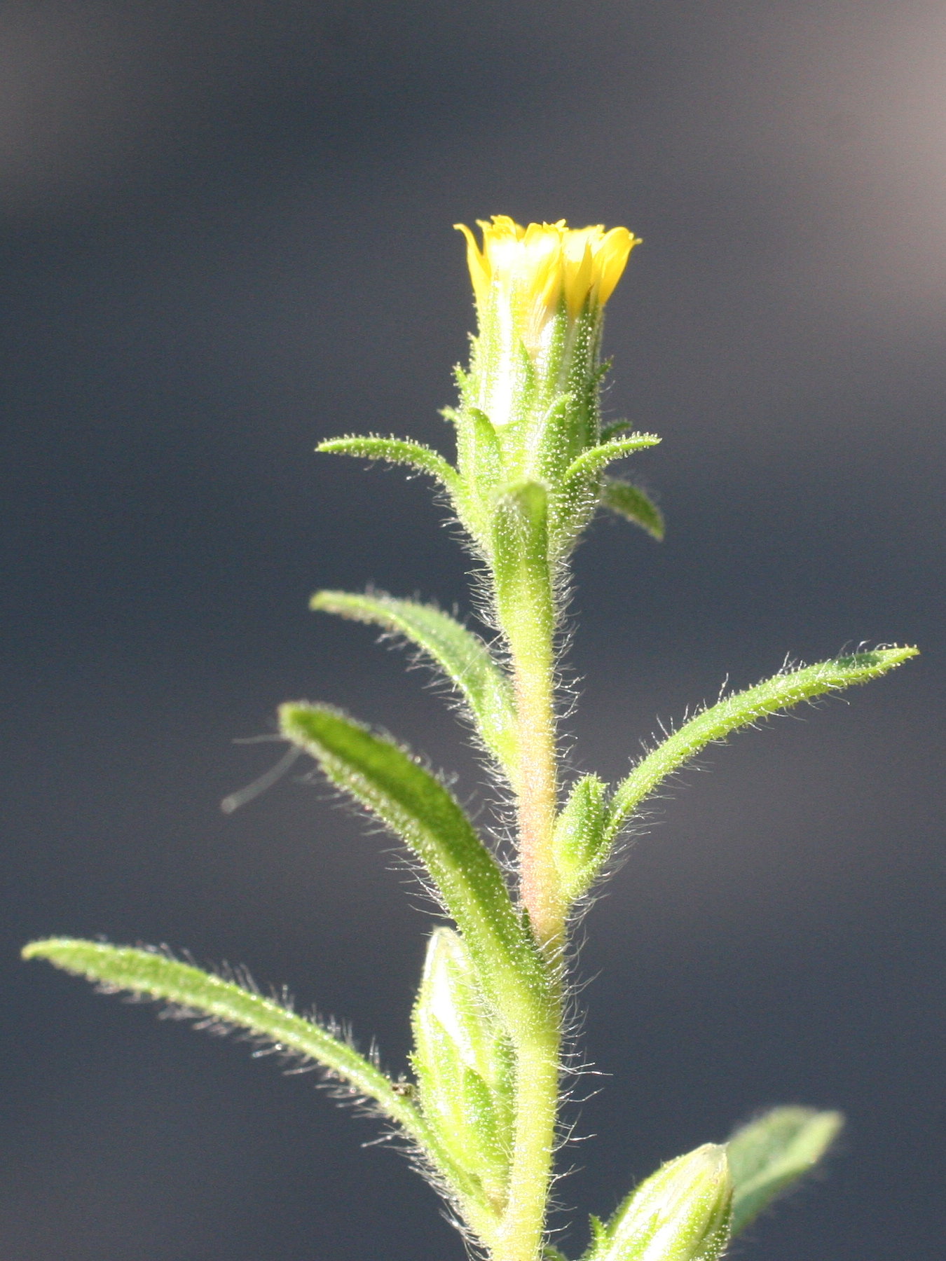 dittrichia_graveolens3md