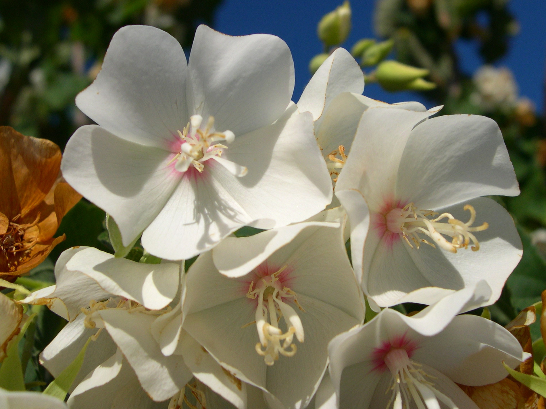 dombeya_burgessiae2md