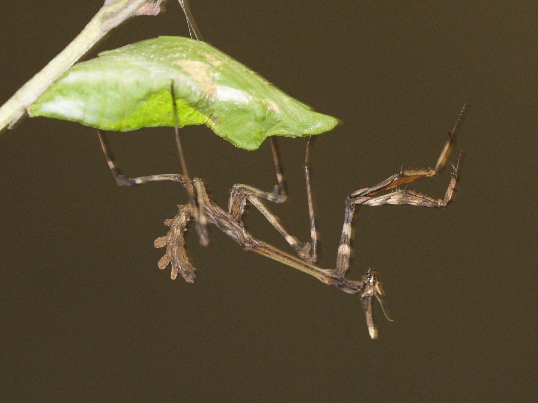 empusa_pennata2md