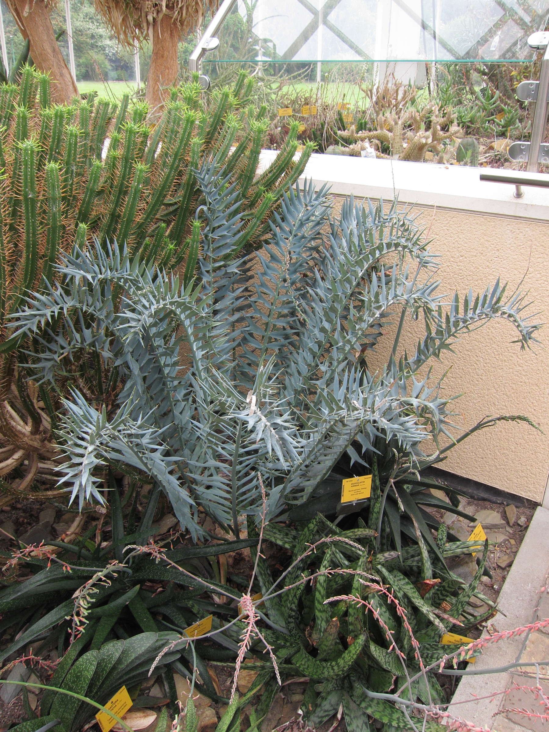 Afficher le média encephalartos_horridus1bd encephalartos_horridus1bd