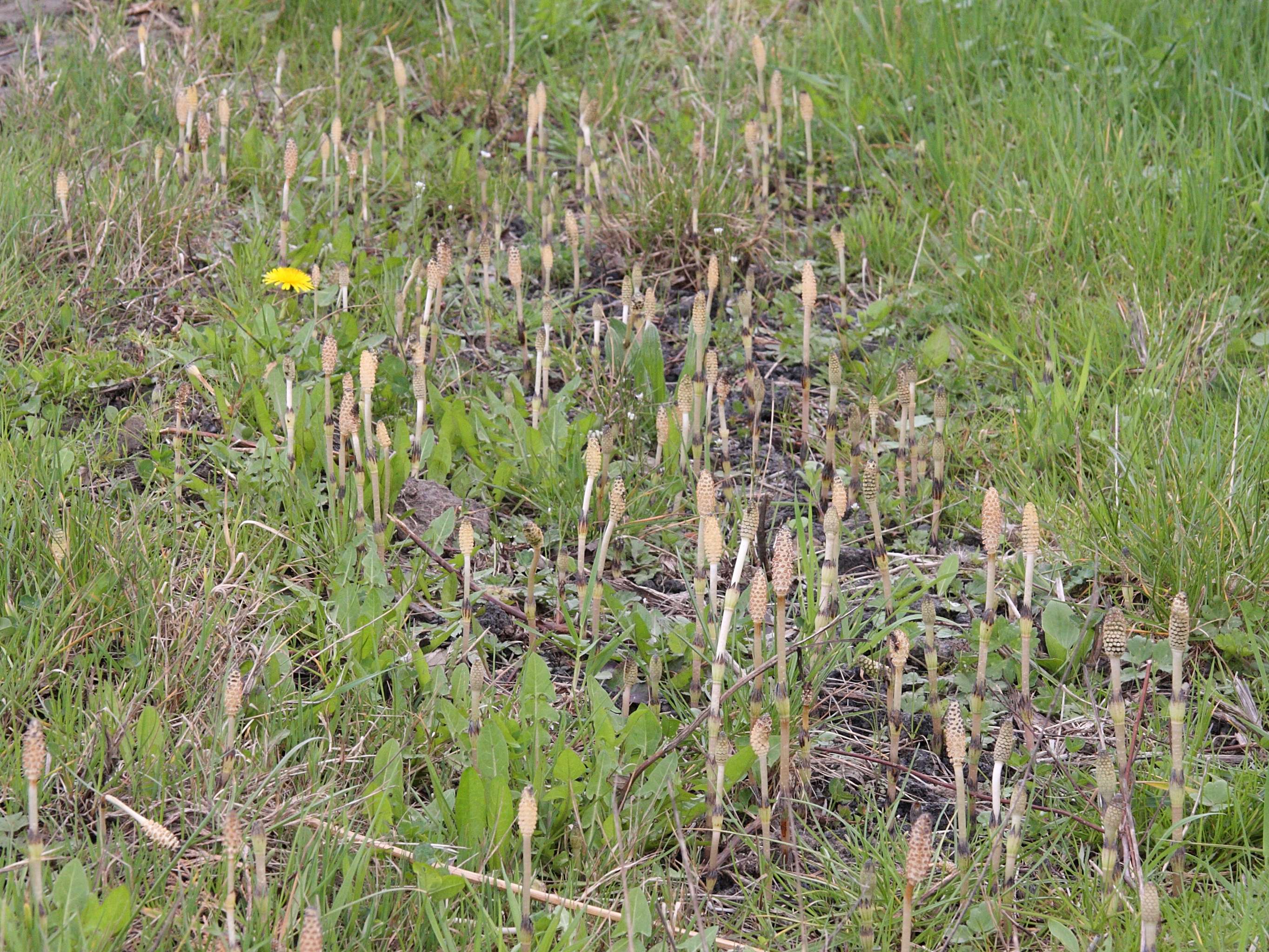 equisetum_arvense3md