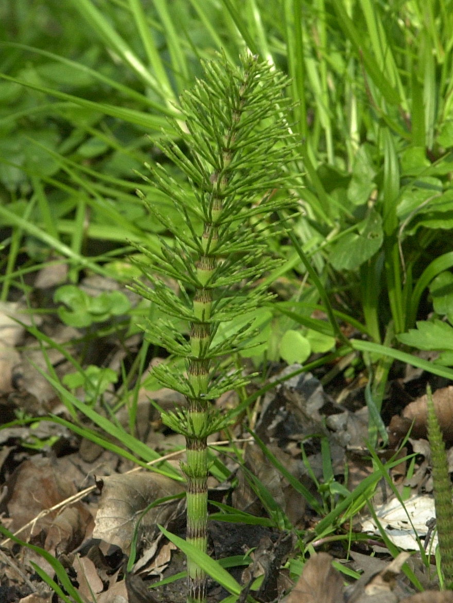 equisetum_telmateia2md
