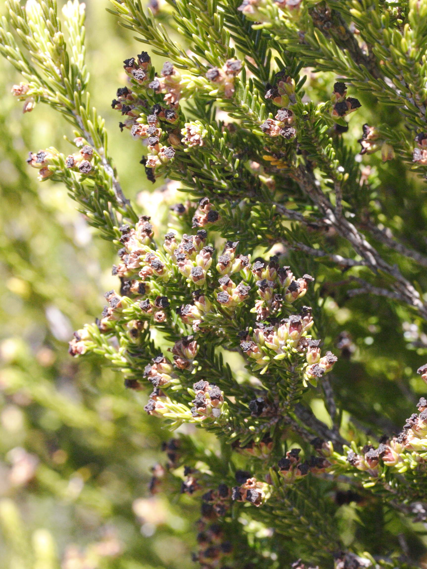 erica_reunionensis6md