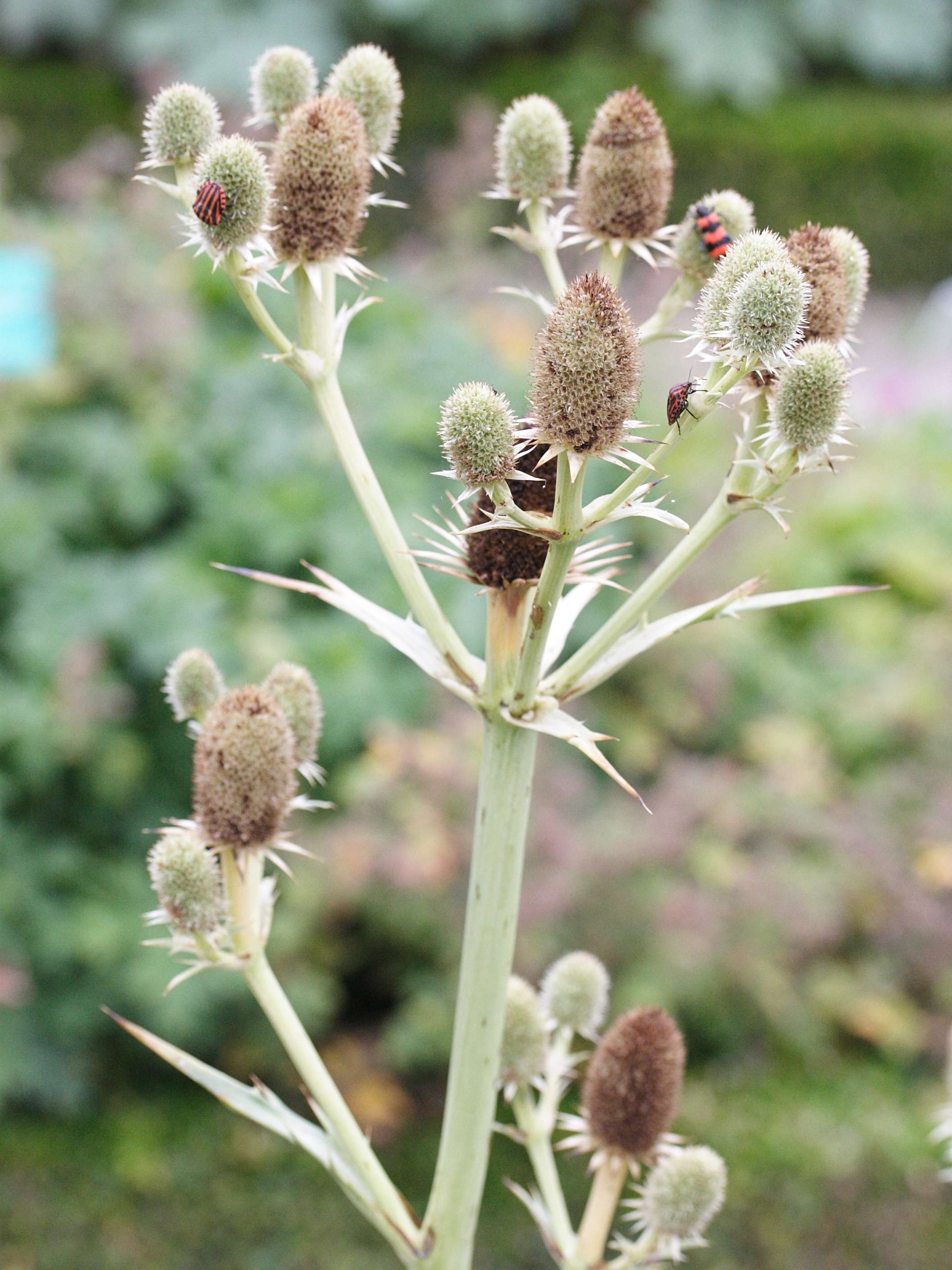 Afficher le média eryngium_agavifolium2md eryngium_agavifolium2md