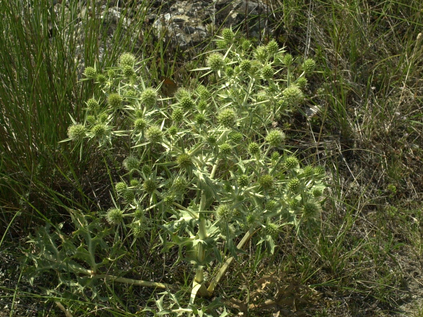 Afficher le média eryngium_campestre1md eryngium_campestre1md
