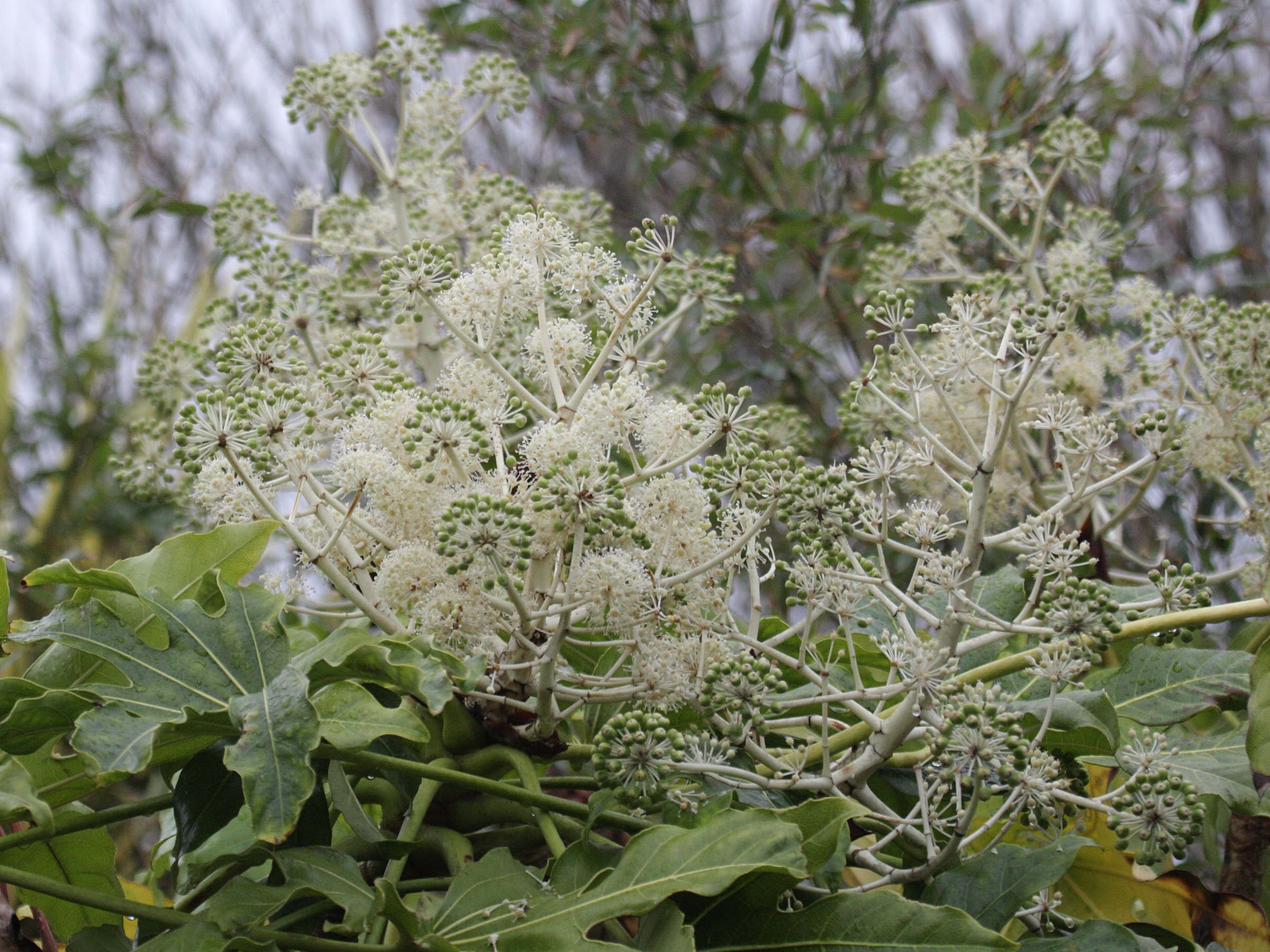 fatsia_japonica4md