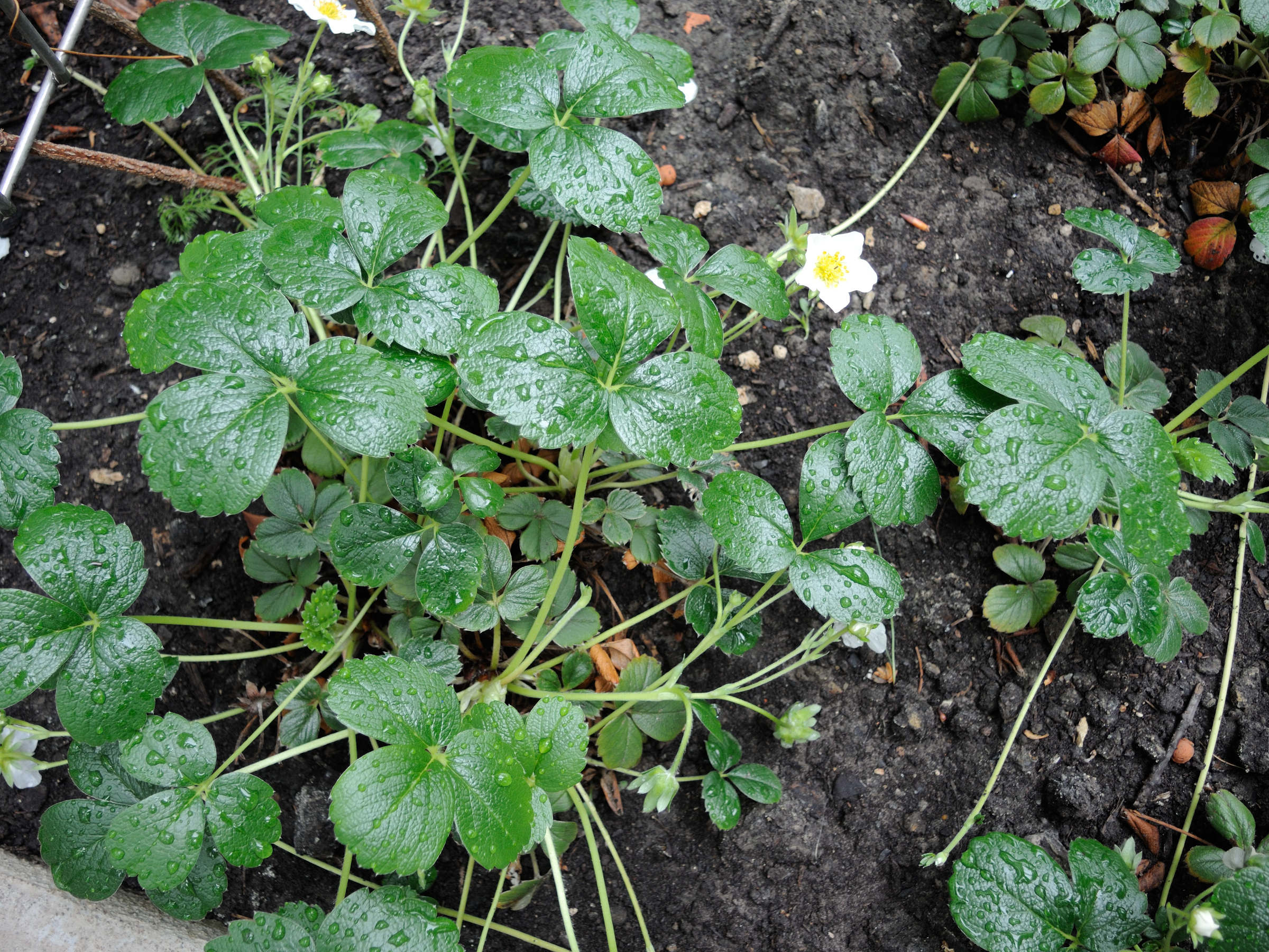 fragaria_chiloensis1md