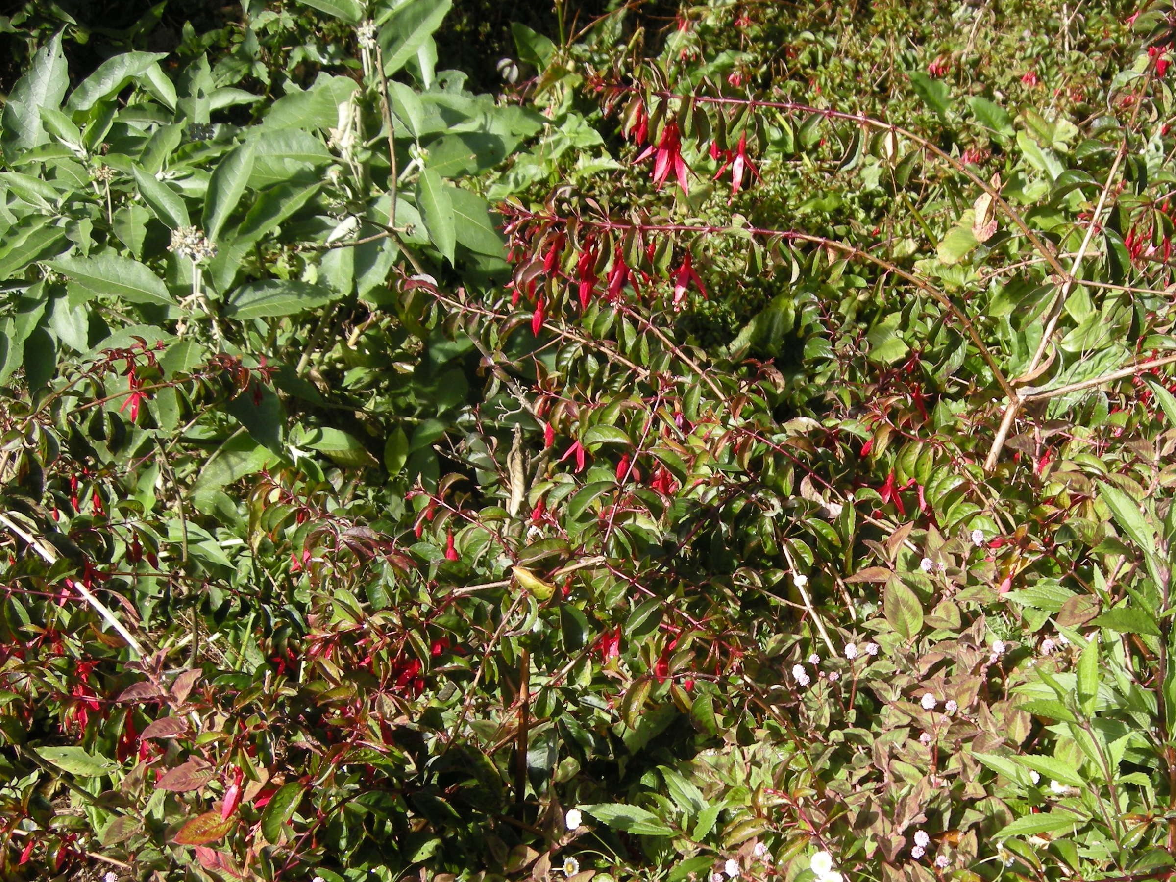 Fuchsia_x exoniensis