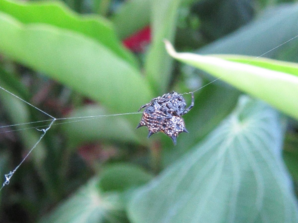 gasteracantha_cancriformis4bd