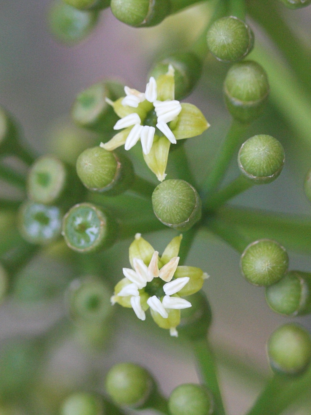 gastonia_cutispongia4bmd