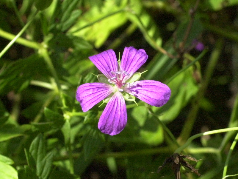 geranium_palustre2md