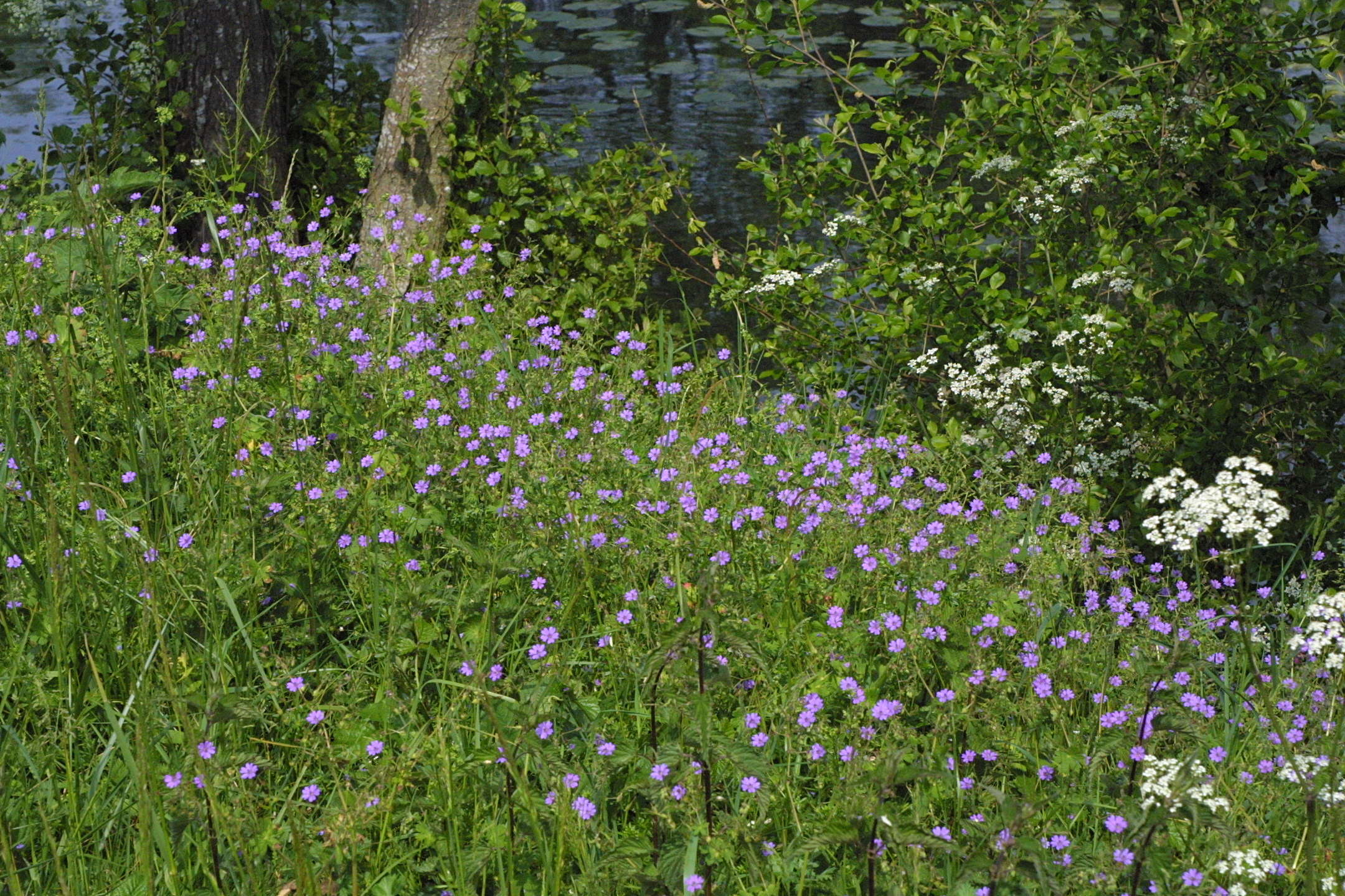 geranium_pyrenaicum1md