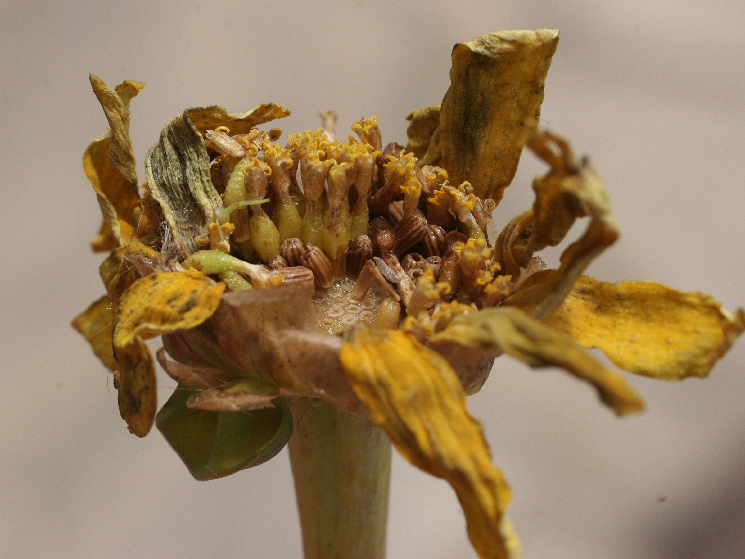 Afficher le média glebionis_segetum6md glebionis_segetum6md