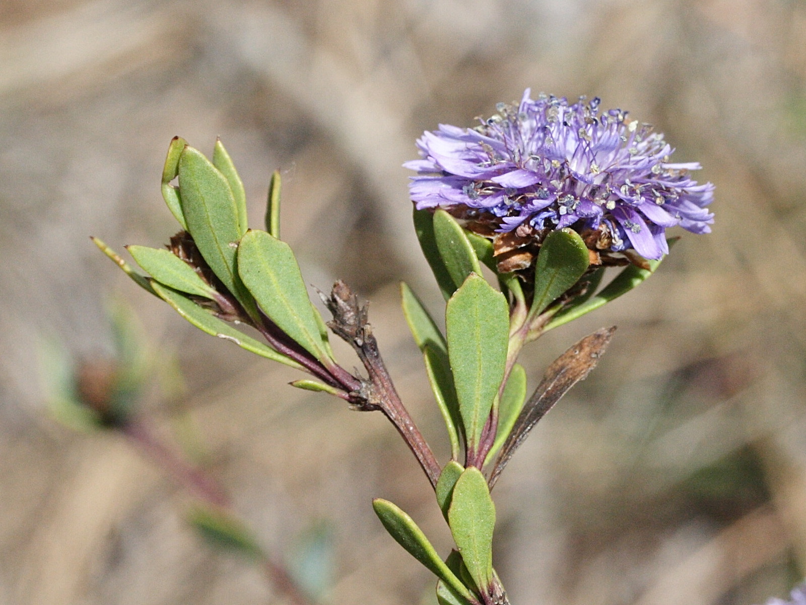 Afficher le média globularia_alypum3md globularia_alypum3md
