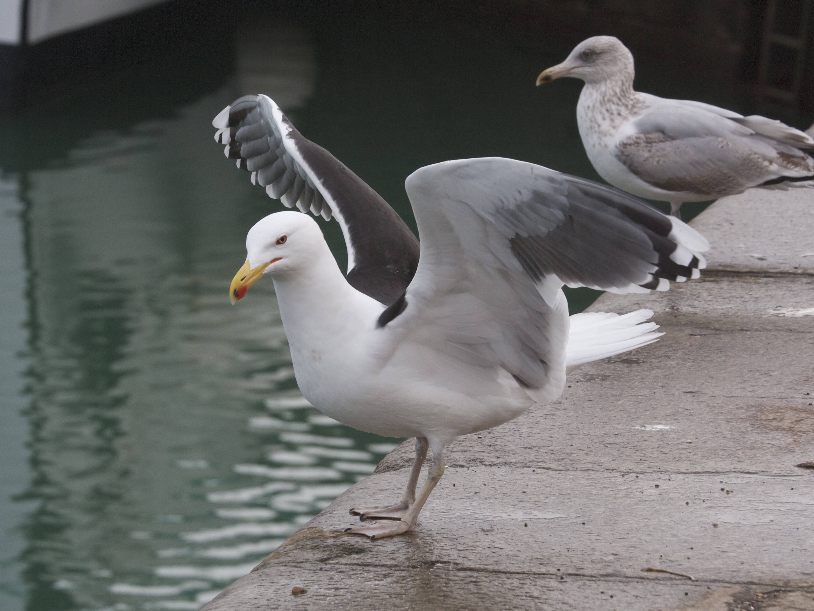 goeland_marin_-_larus_marinus4bmd