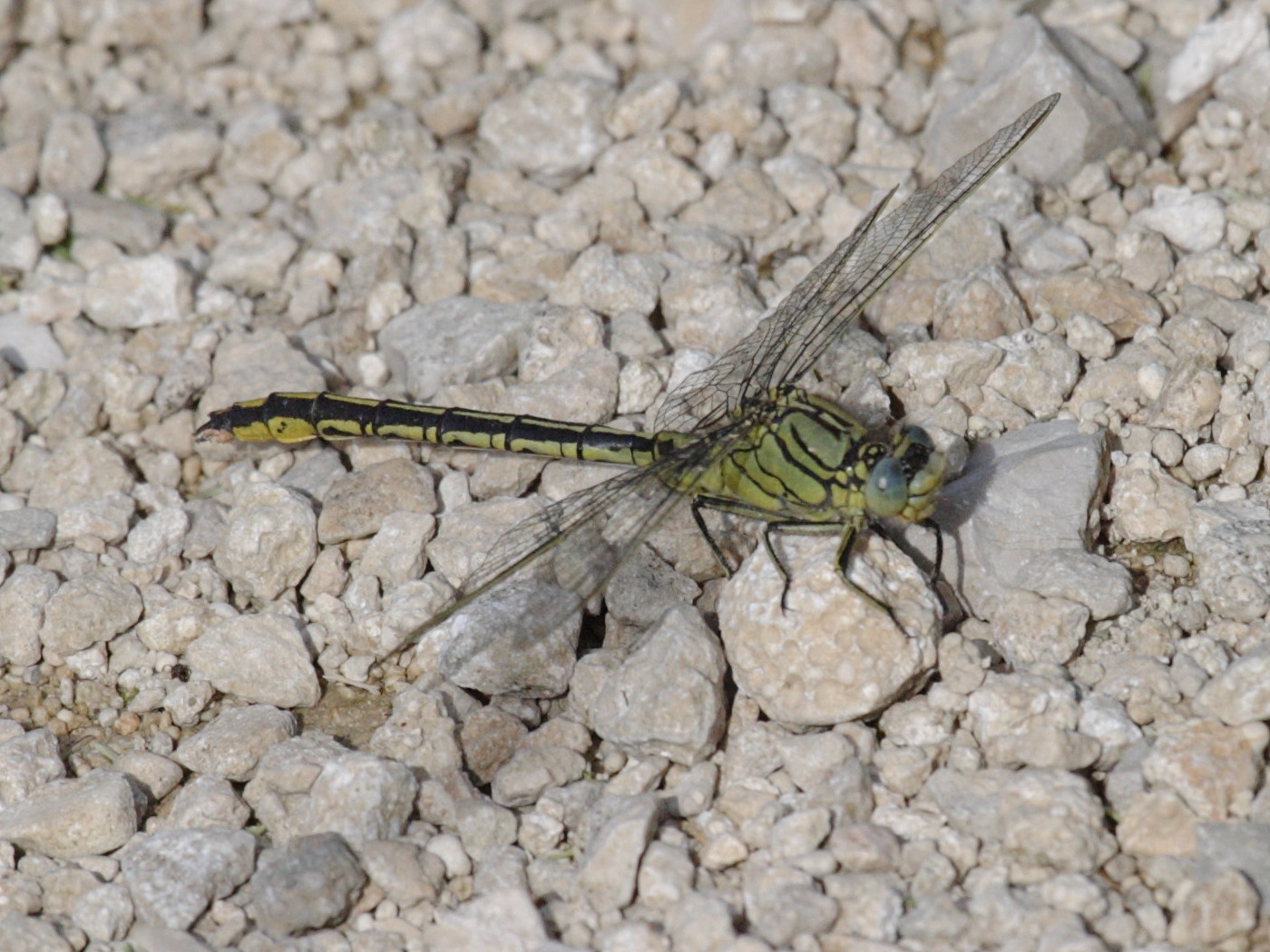 gomphus_pulchellus3bbd