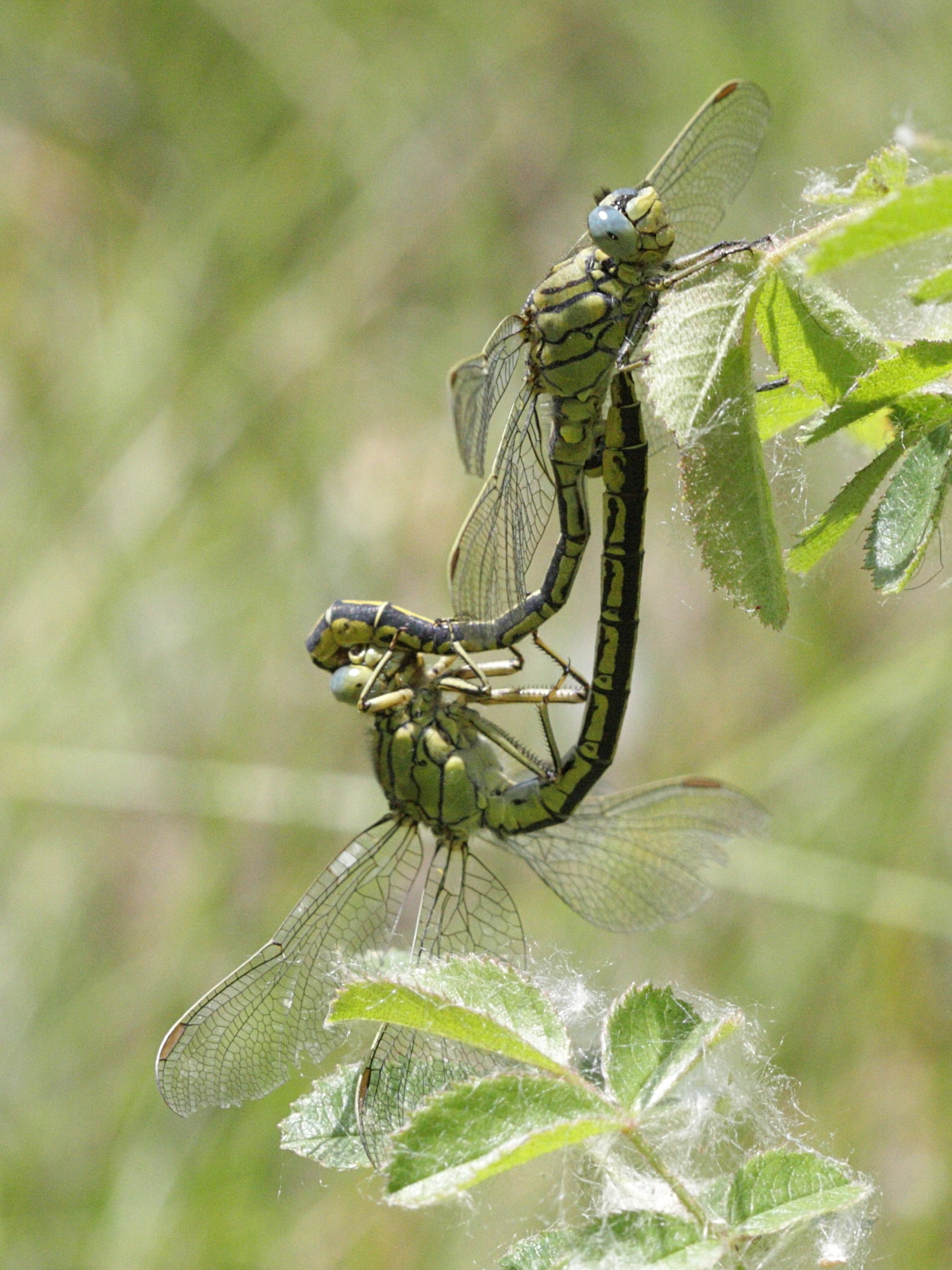 gomphus_pulchellus6bd