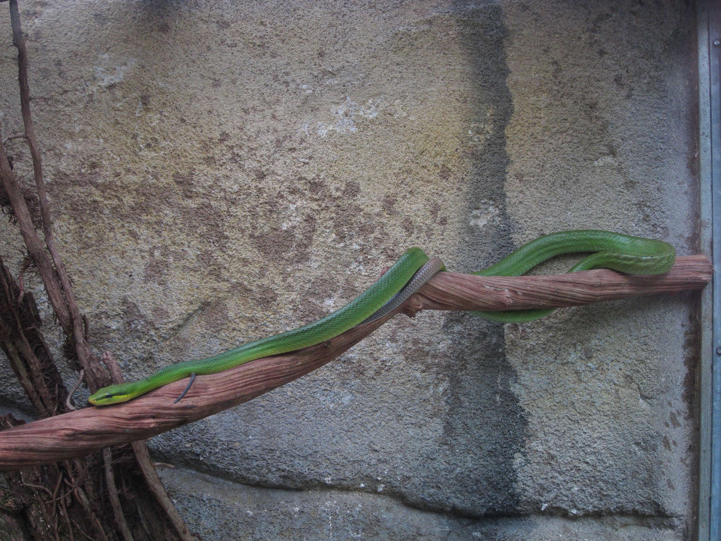 Afficher le média gonyosoma_oxycephalum5bd gonyosoma_oxycephalum5bd