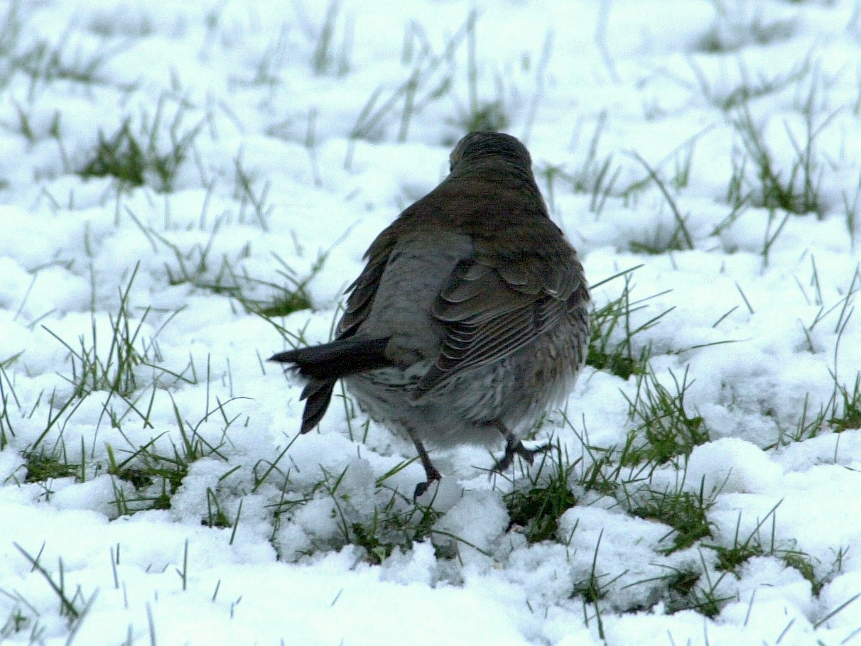 grive_litorne_-_turdus_pilaris5md