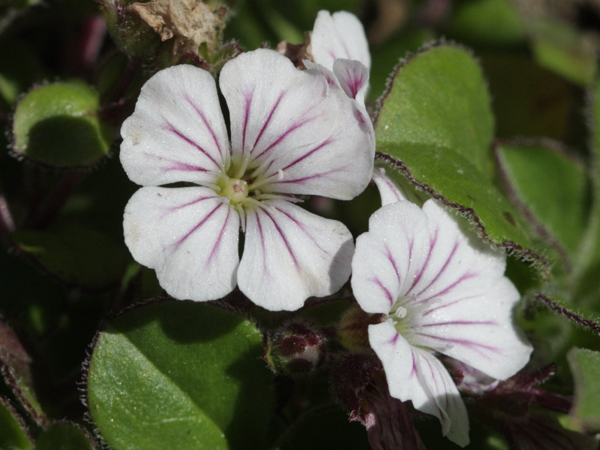 Gypsophila_cerastioides